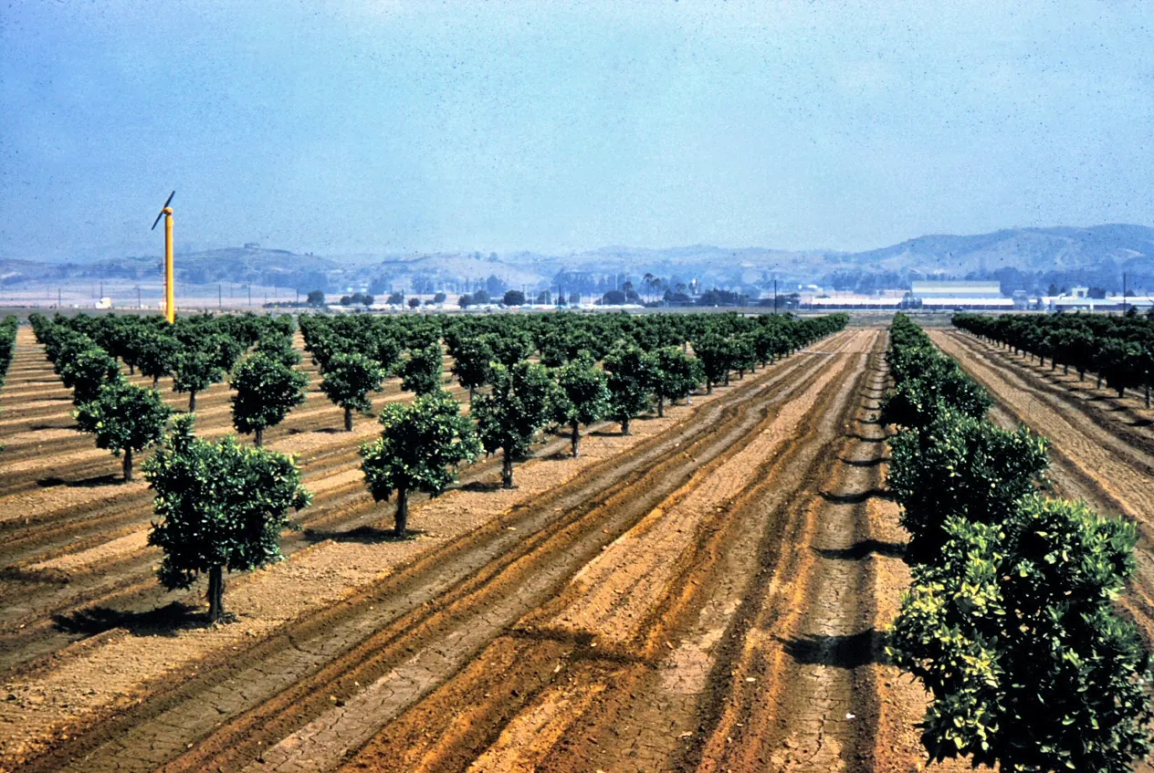 Citrus groves, Golden Avenue, Placentia, California, USA, June 1961.