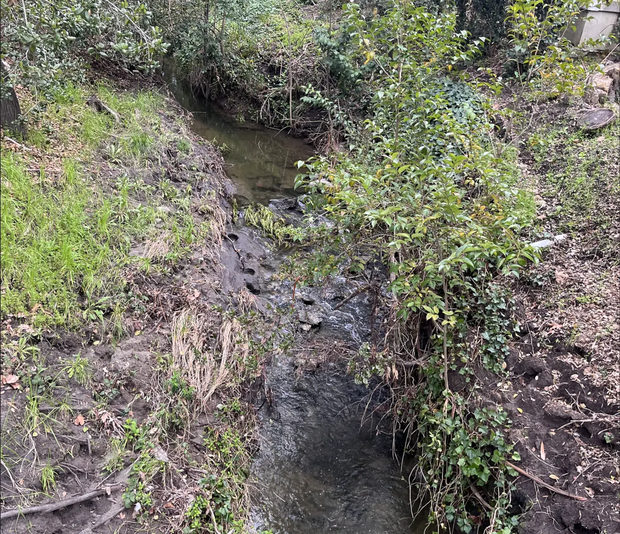 Degraded creekside habitat along Tice Creek in Rossmoor, California.