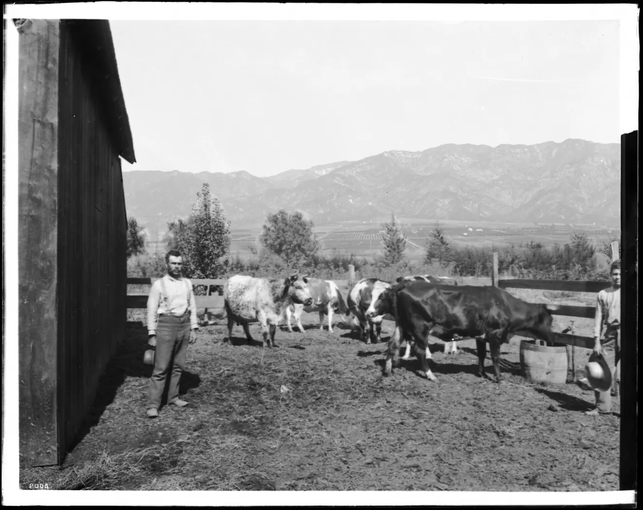 Men with cows on a Sierra Madre cattle ranch, ca.1900 Photograph of men with cows on a Sierra Madre cattle ranch, ca.1900. At center, two men with five cattle can be seen in a corral on a Sierra Madre stock ranch