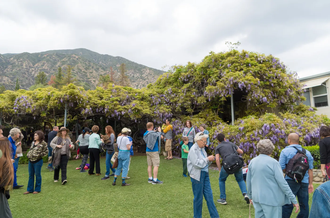 The world's largest wisteria plant, in Sierra Madre, California, which is open to the public one day a year