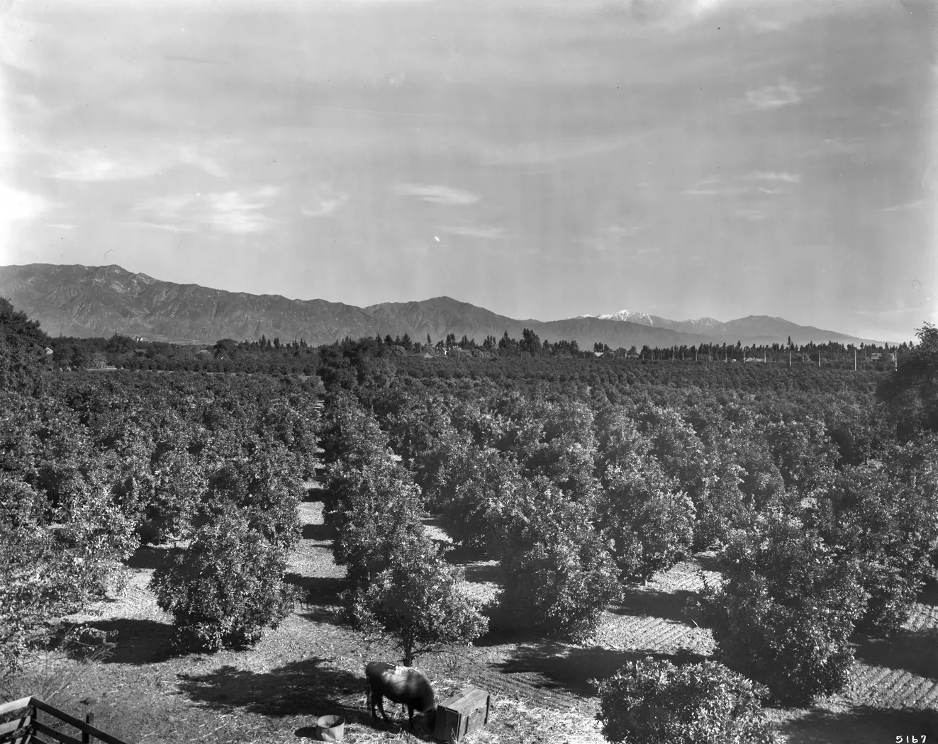 Orange orchard in South Pasadena, northwest of Alhambra, ca.1909 Photograph of an orange orchard in South Pasadena, northwest of Alhambra, ca.1909