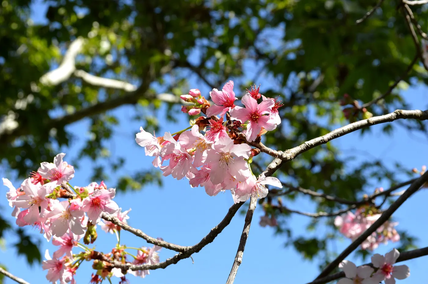 Pink Cloud Flowering Cherry, a variation of Japanese Cherry or East Asian Cherry (Prunus serrulata), at Schabarum Regional Park in Rowland Heights, California, U.S.A