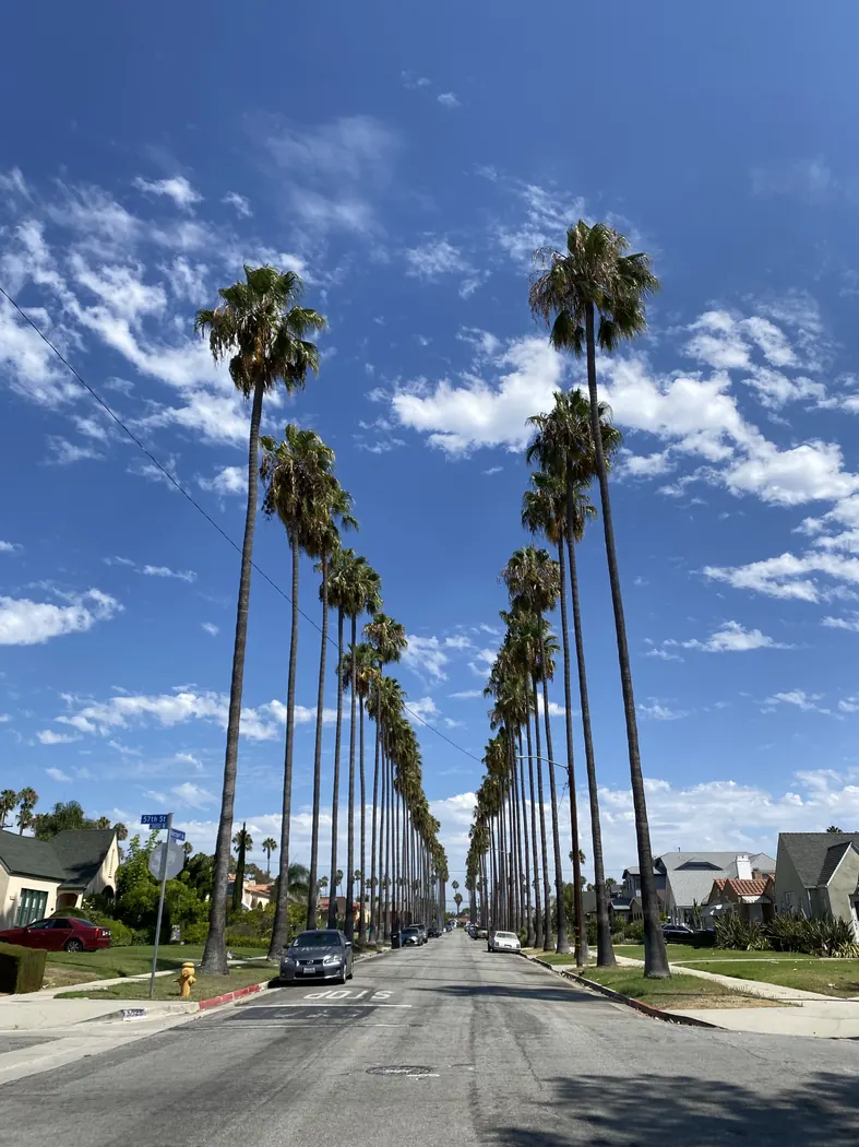 Palm trees lining Harcourt Avenue in View Park.