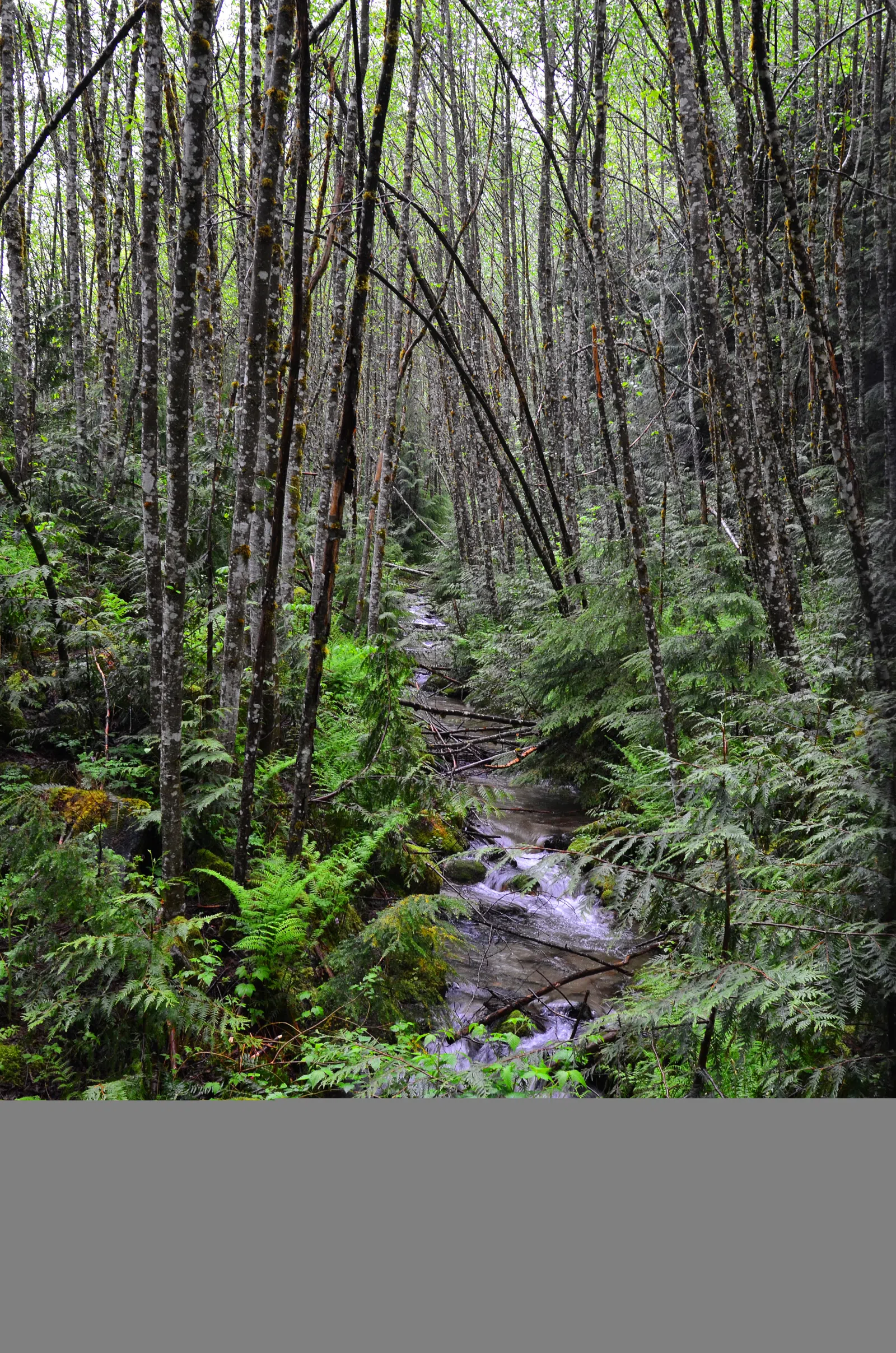Fern Creek