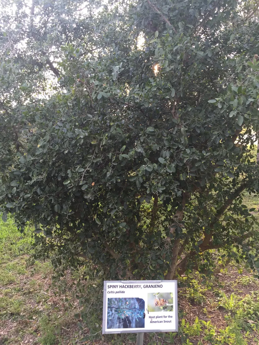 View of the granjeno 1 area