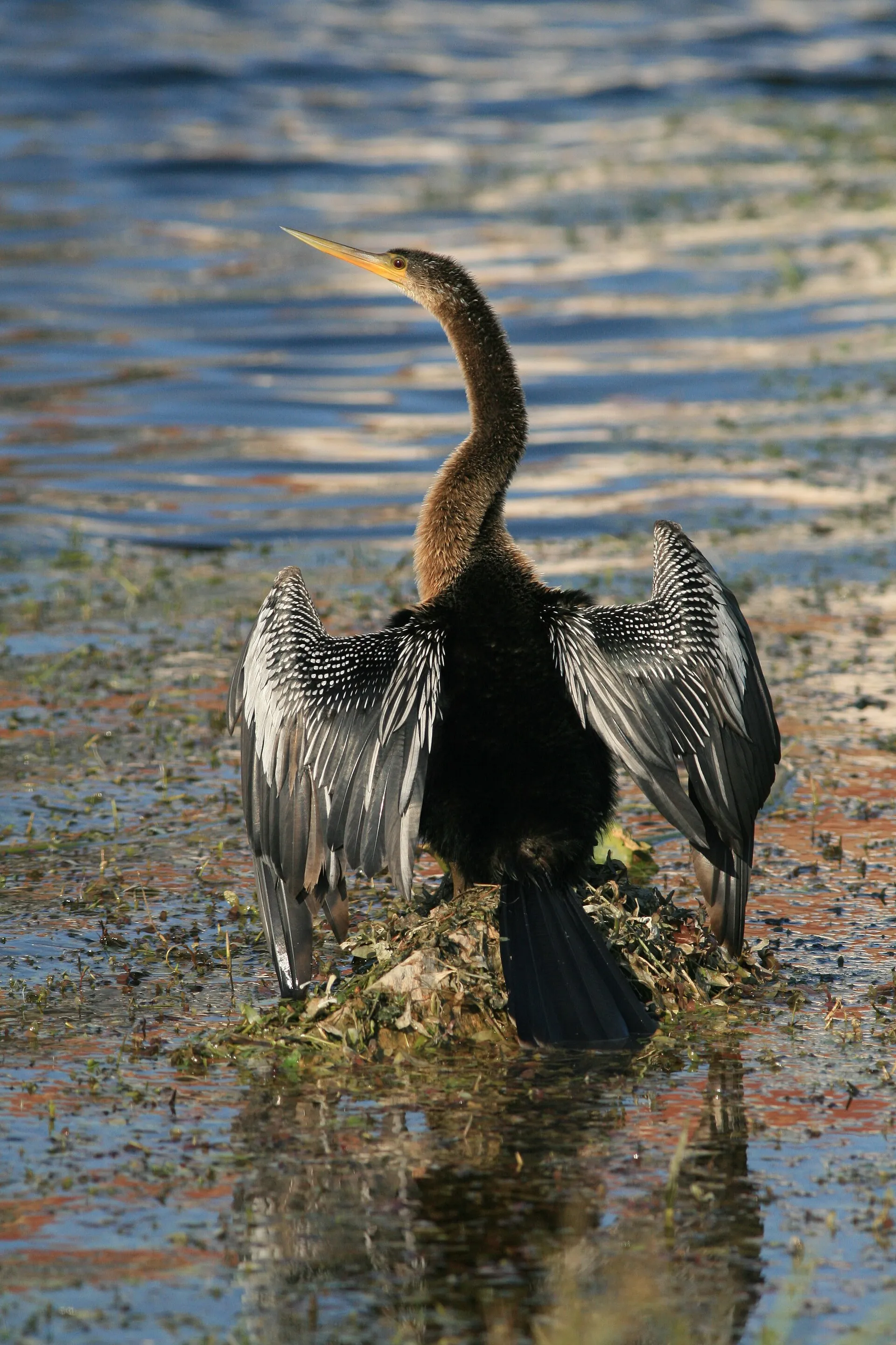 Anhinga drying its feathers in the sun at Tradewinds Park, Coconut Creek.