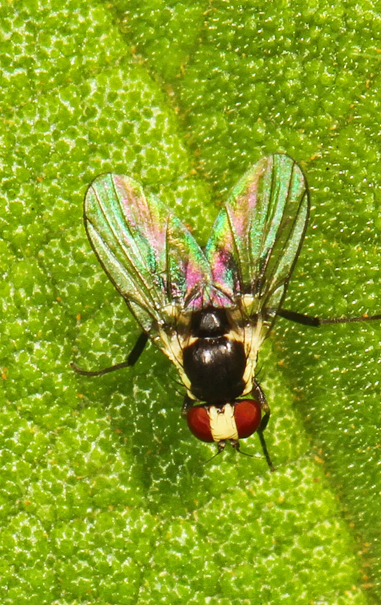 Leaf miner fly (Calycomyza species) at Fern Forest Nature Center, Coconut Creek.
