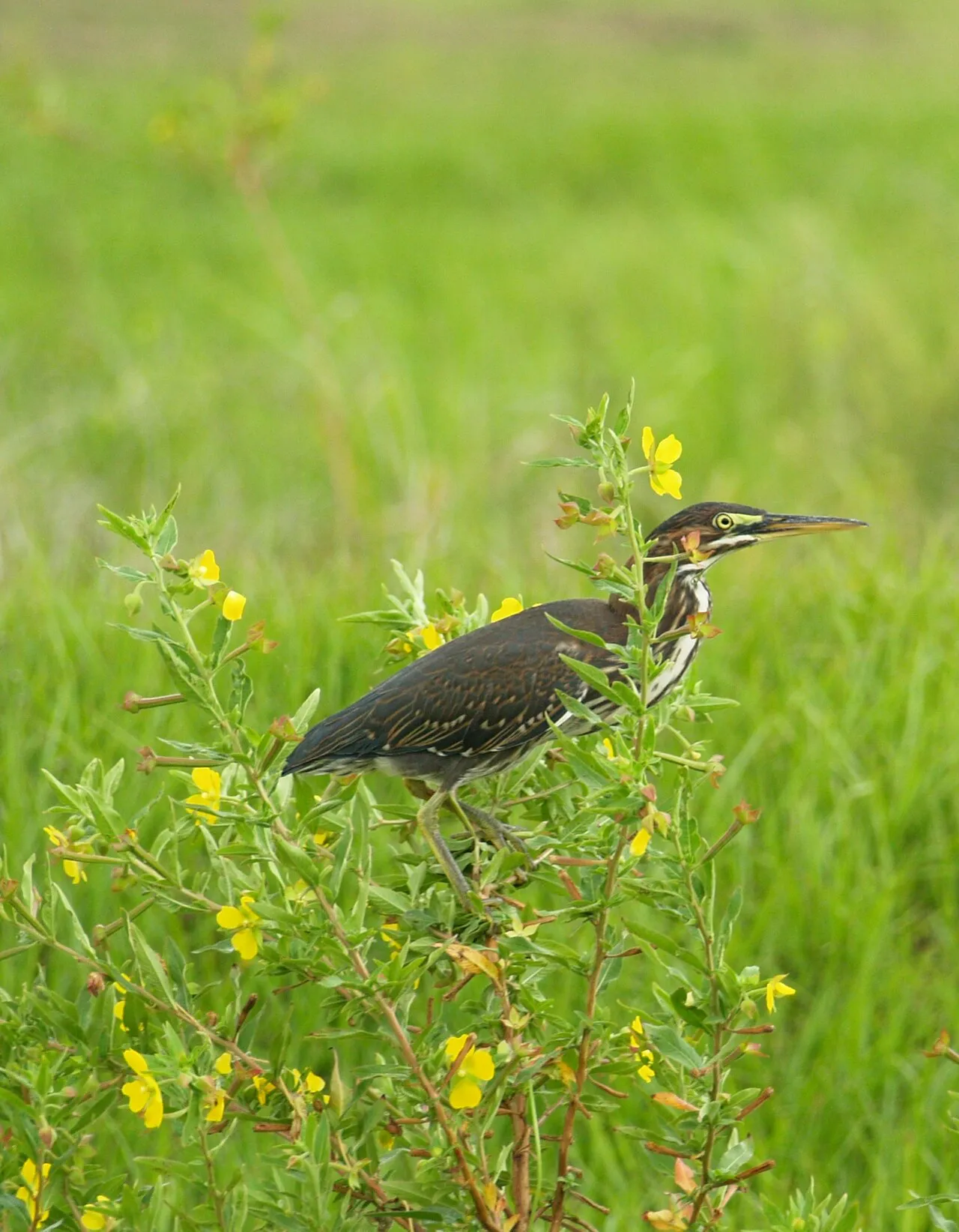 Great blue heron (Cutler Bay area wildlife).