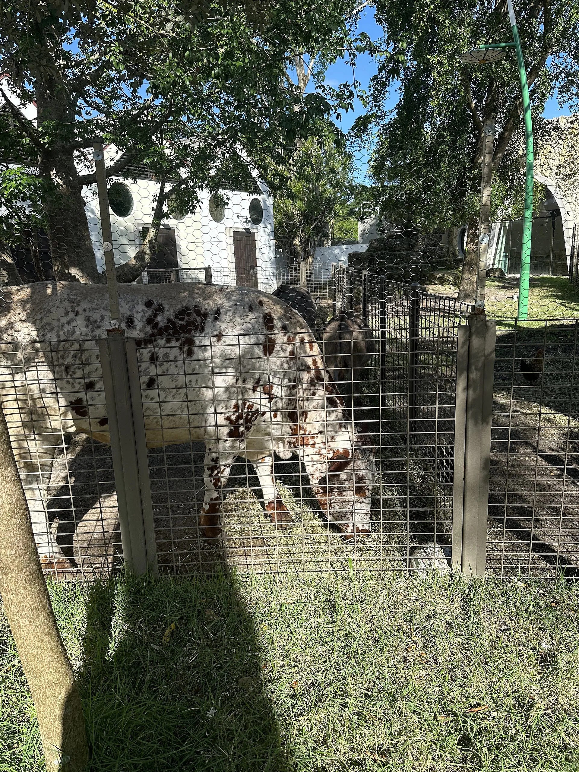 The petting zoo at Pinecrest Gardens.