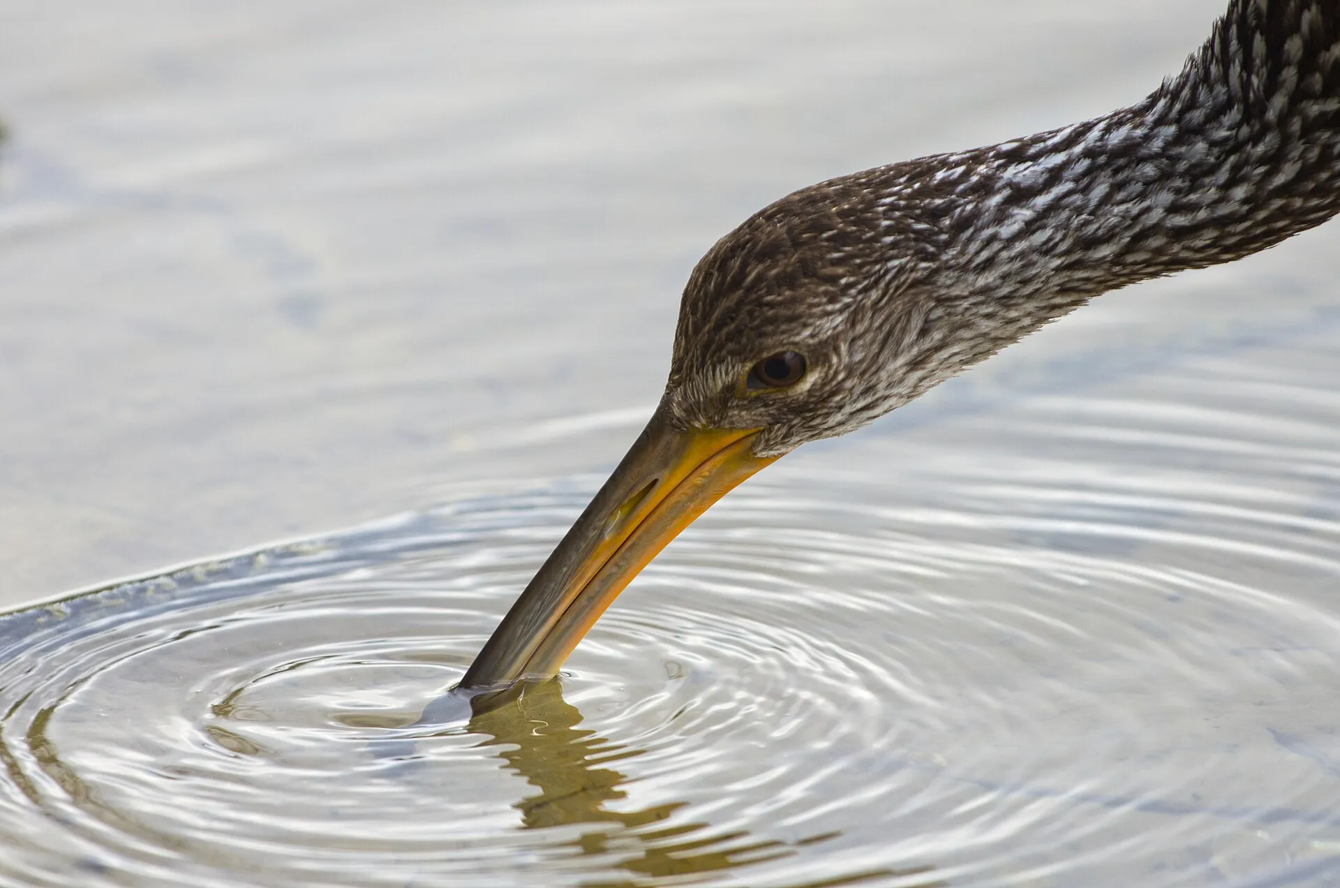 Limpkin on the Plantation Preserve linear trail.