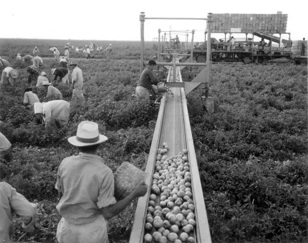 A tomato field in Princeton, Florida.