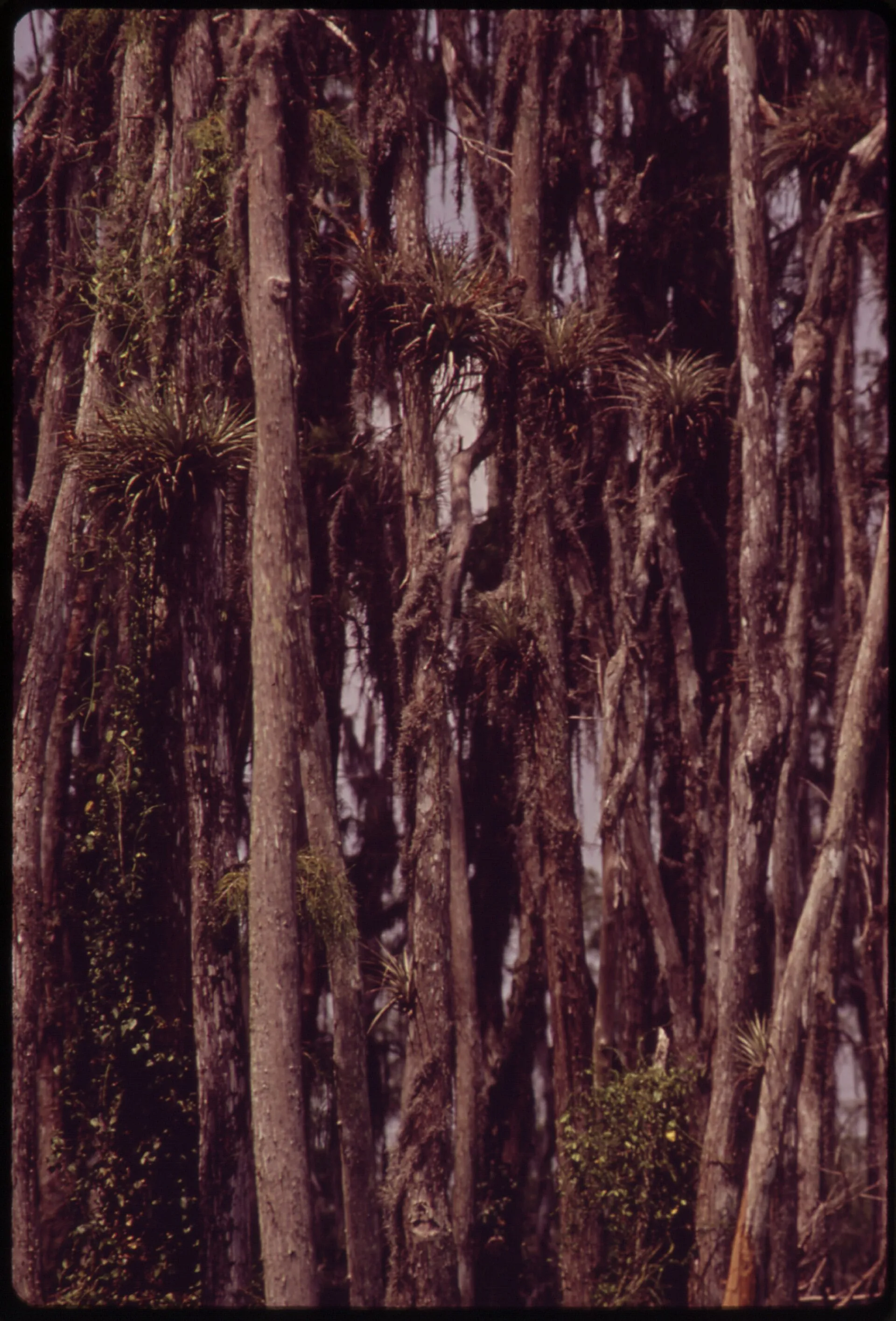 Cypress trees along the Tamiami Trail photographed in the 1970s (National Archives).