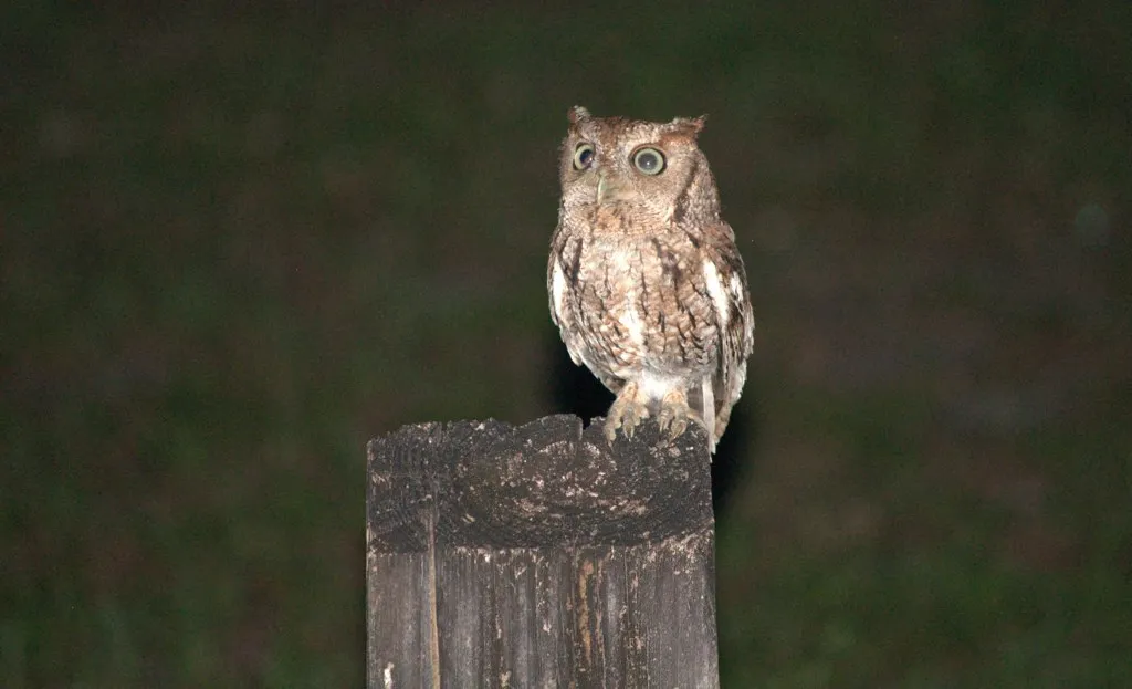 An Eastern screech owl at Kendall Indian Hammocks Park.