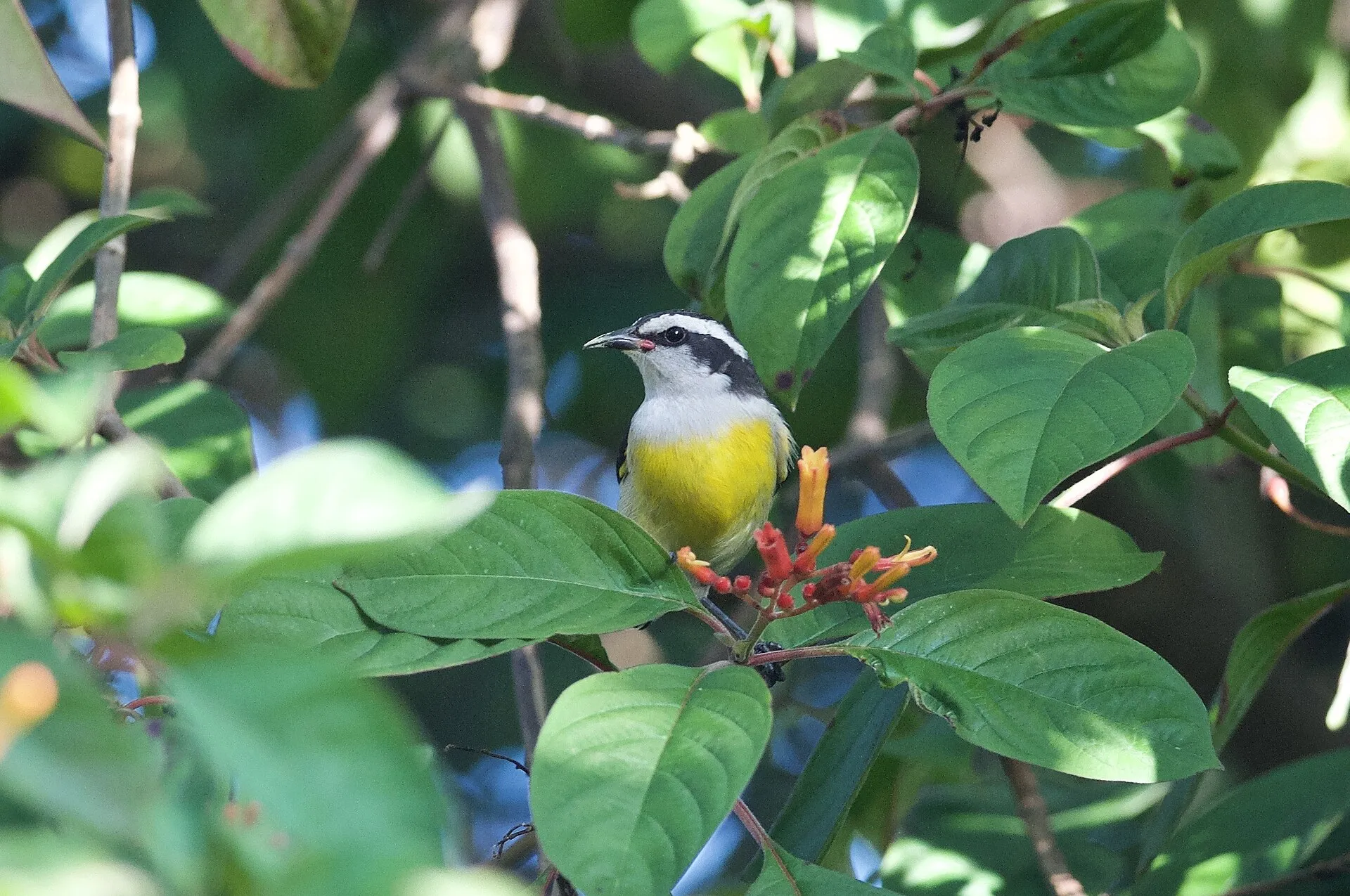Bahama Bananaquit at Historic Richardson Park, Wilton Manors, Florida.