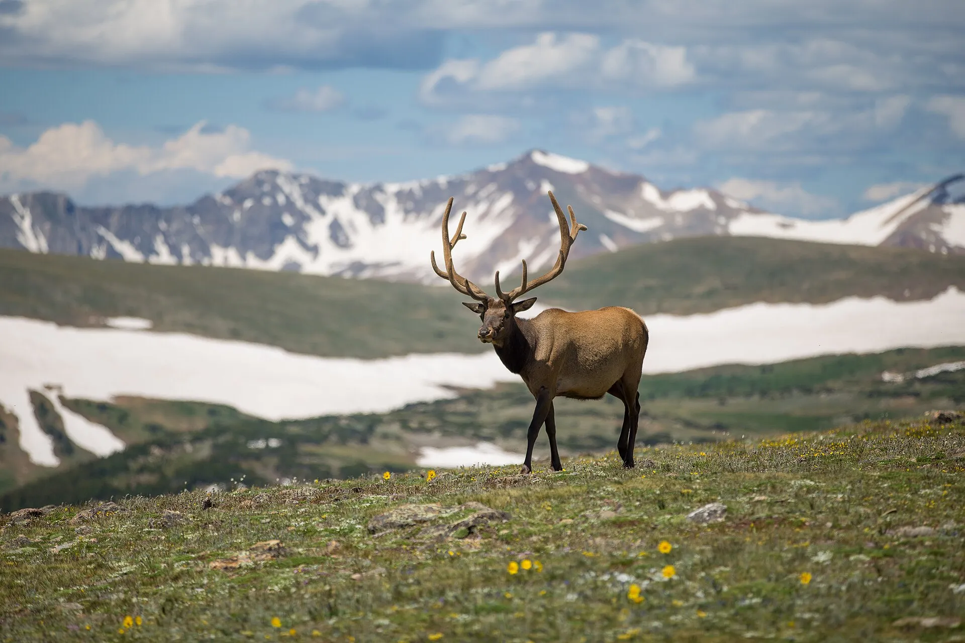 Deer on a grassy field (stock-style image; included for the village's name theme only — not a Brown Deer location).