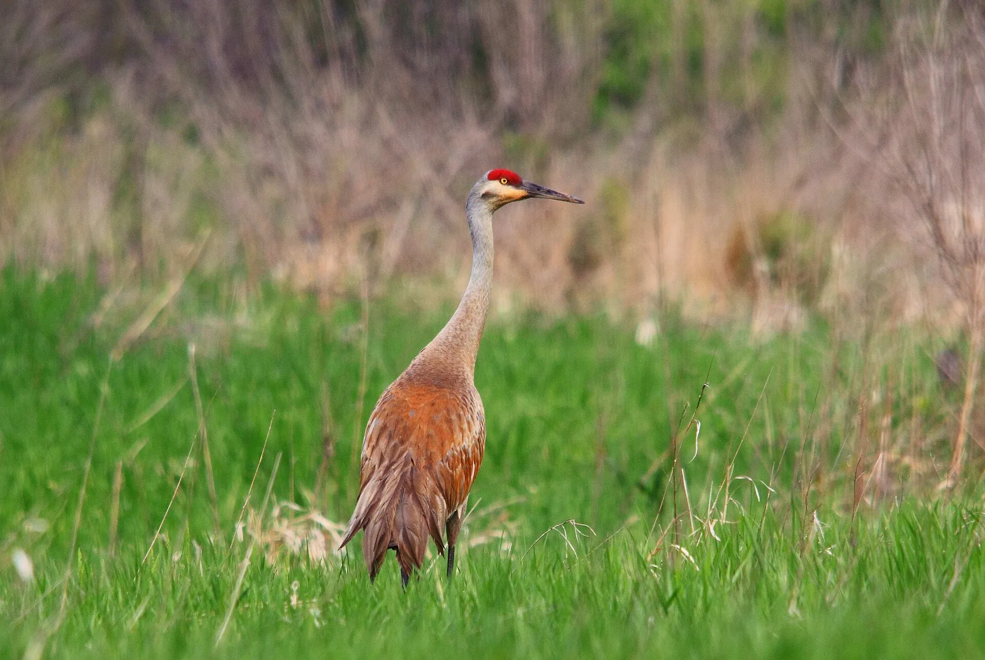 Sandhill crane in a field near Lisbon, Wisconsin.