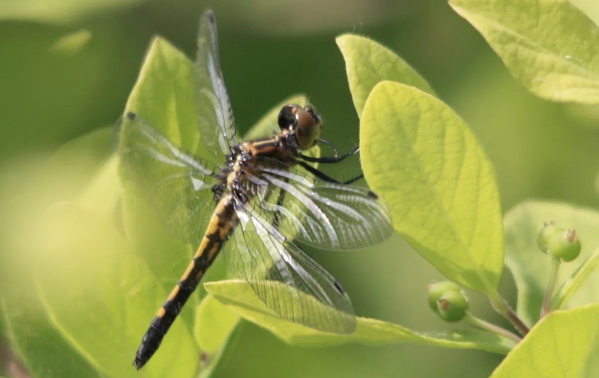 Dragonfly in Nashotah Park.