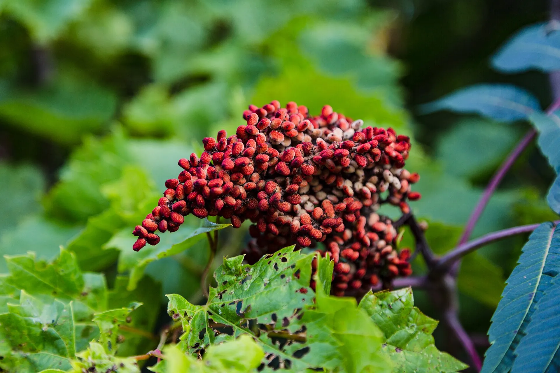 Vegetation at Lebanon Hills Regional Park campground in Apple Valley, Minnesota.
