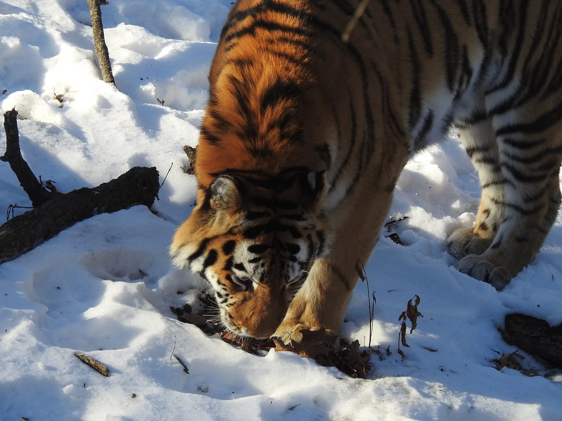 Siberian Tiger at Minnesota Zoo noodling in snow Apple Valley, Minnesota