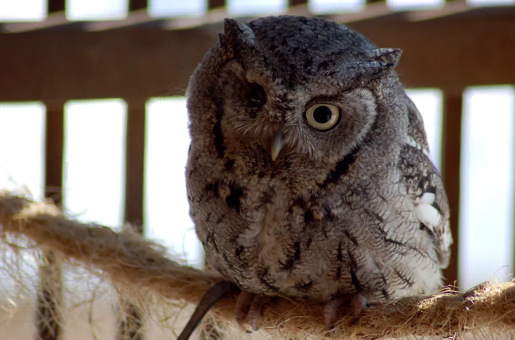 Poor guy lost an eye somehow and is now an educational bird at the Wildlife Science Center in Forest Lake, Minnesota.