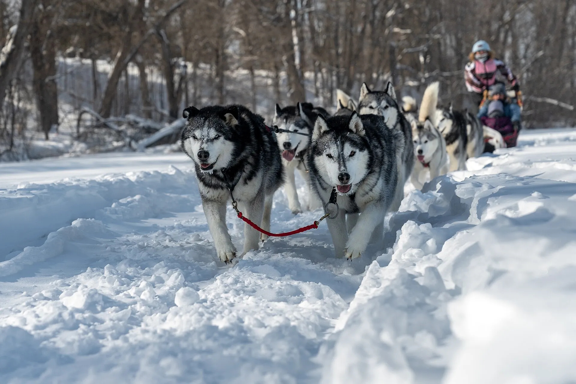 Dog sledding at Birches on the Lake in Long Lake, Minnesota, USA. The dog team is owned by Silent Run Adventures..