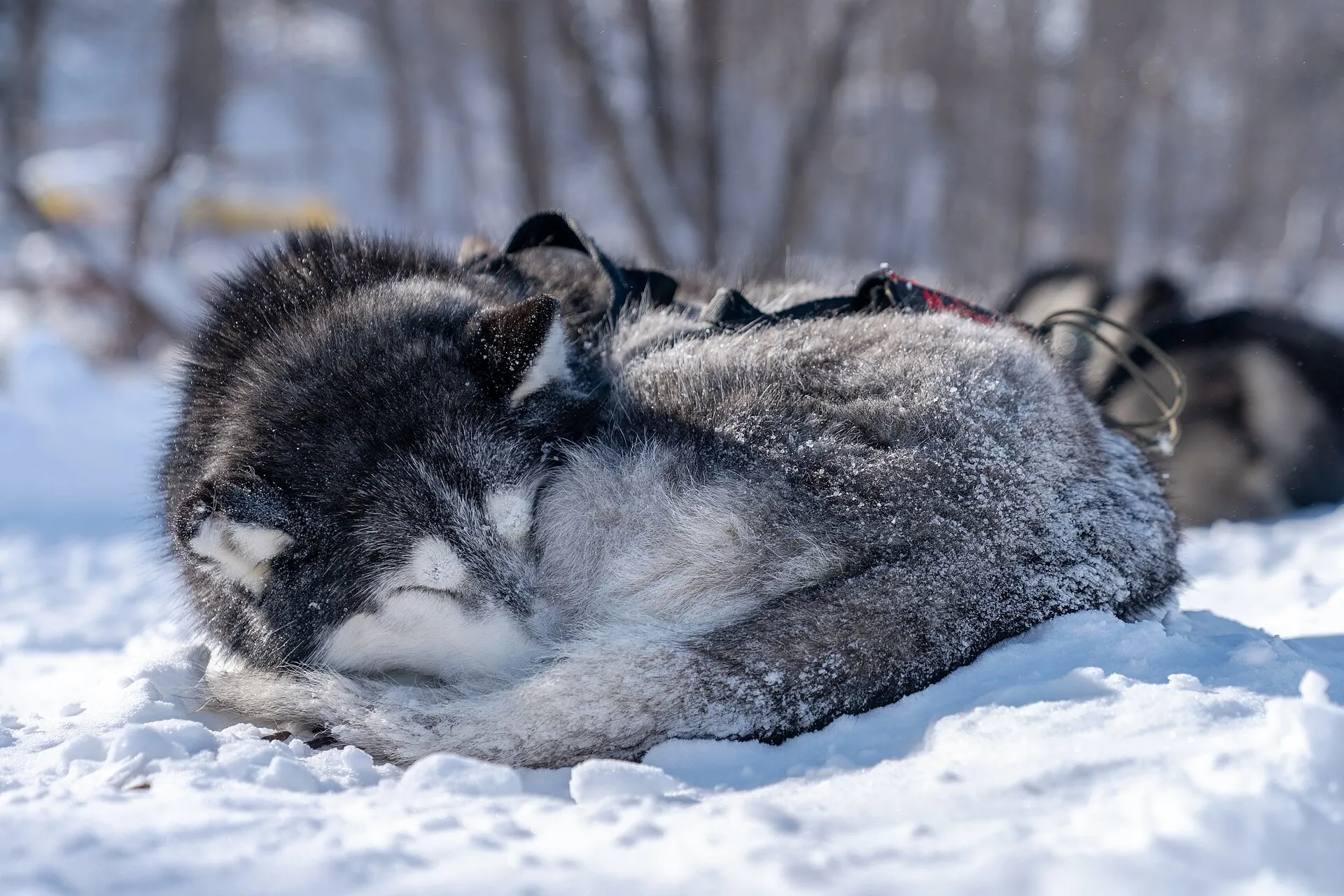 A Siberian husky sled dog curled up in the snow at Birches on the Lake in Long Lake, Minnesota, USA..