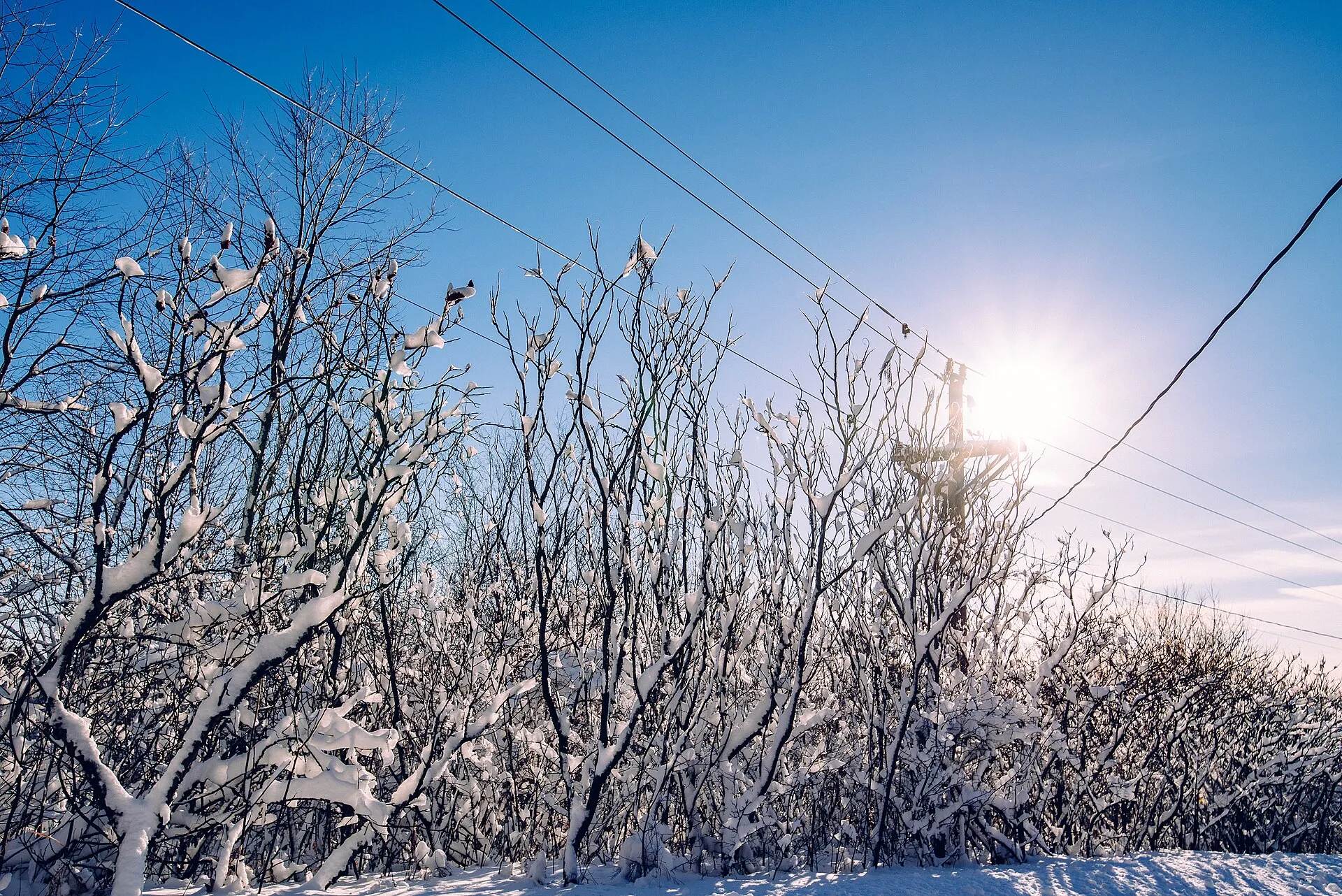 Snow-covered branches at Gale Woods Farm, Minnetrista, Minnesota.