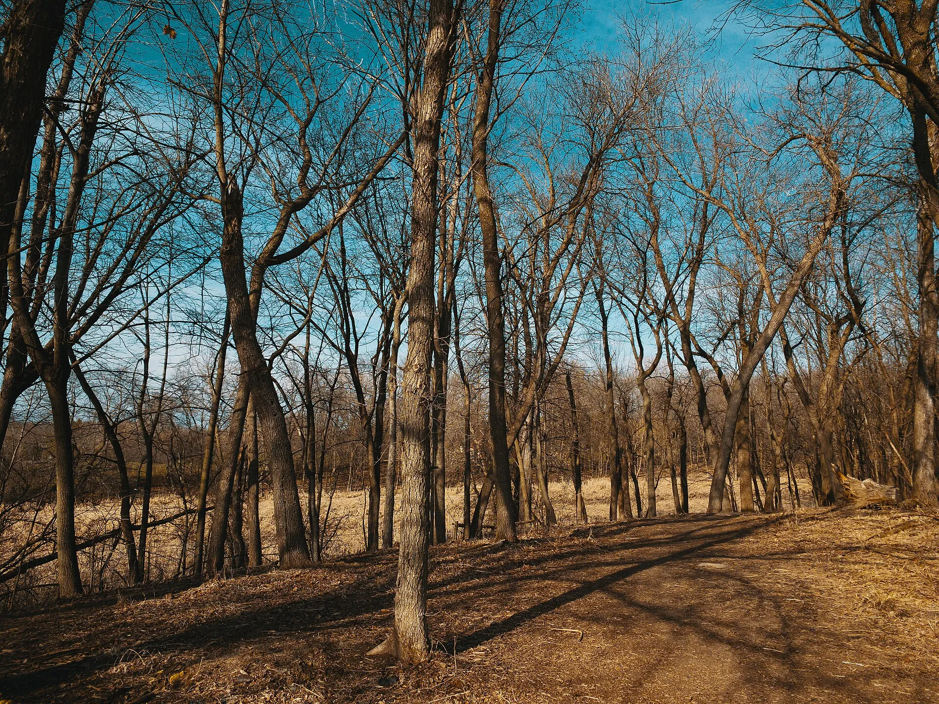 The Susan B. Lurton Off-Leash Dog Park on Wayzata Boulevard near Highway 12 in Orono, Minnesota, features a 39-acre park with open space and a wooded hiking trail along Lake Classen. The property was donated to the City .
