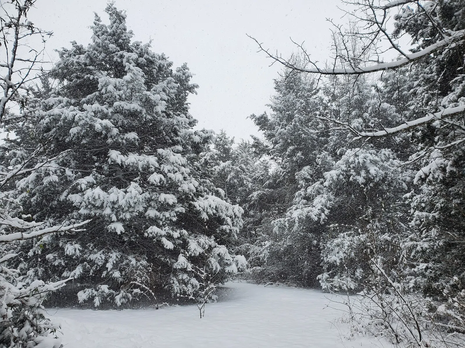 Snow on a rural roadside in Coopertown Tennessee 2022