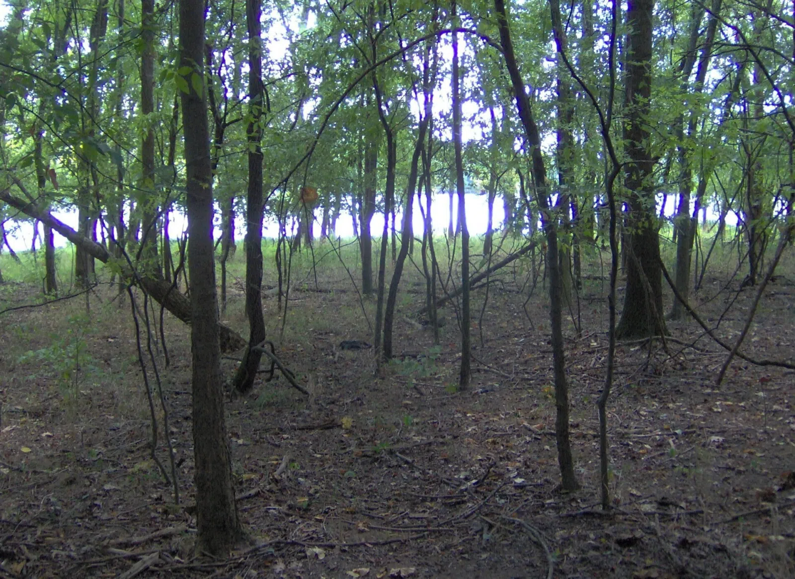 Young forest along the Shoreline Trail at Bledsoe Creek State Park, Sumner County — near Millersville.