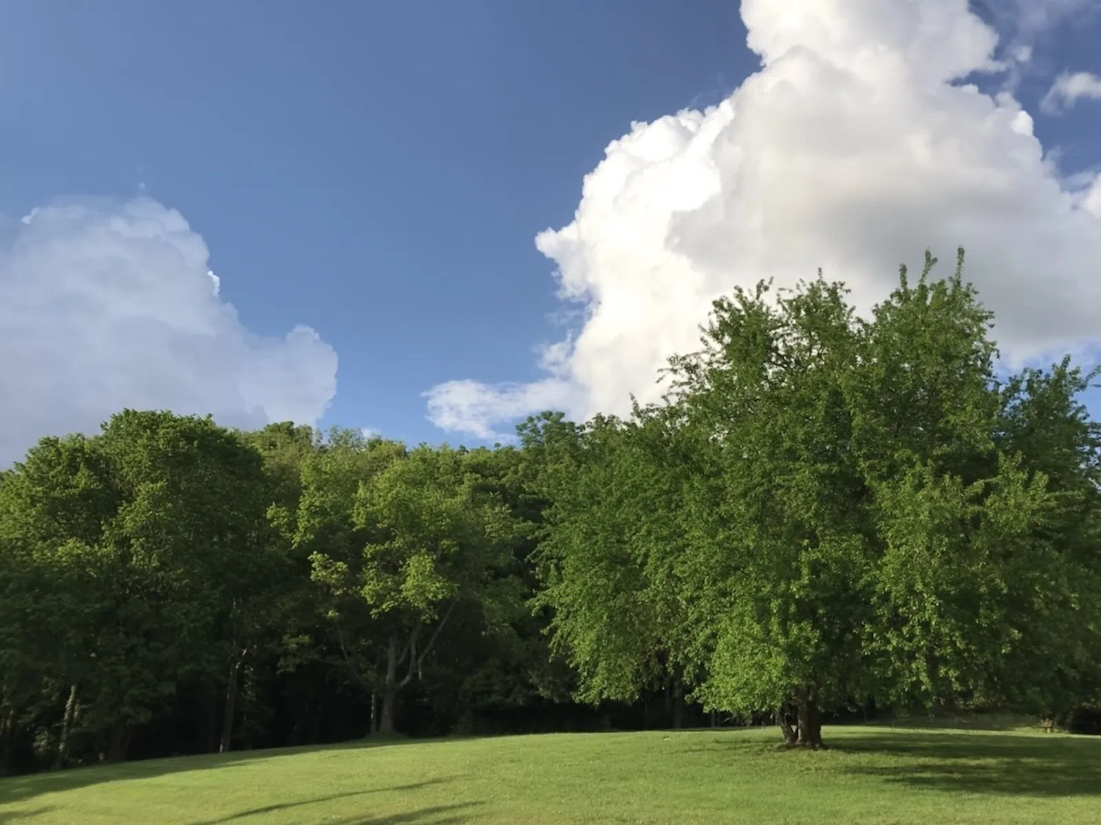 Open field and forest on a summer day, Oak Hill, Tennessee