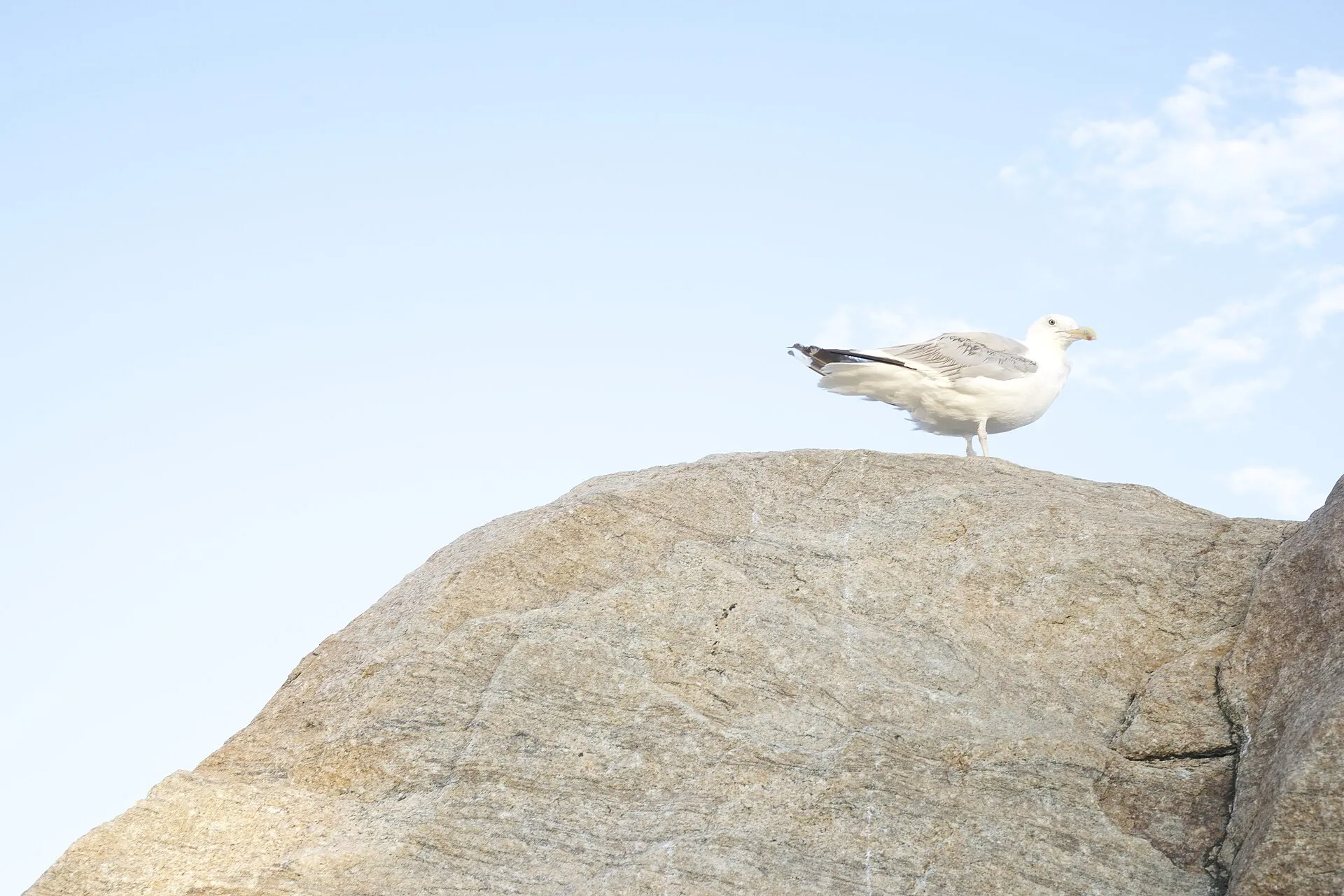 Seagull at the Meigs Point section of Hammonasset Beach State Park.