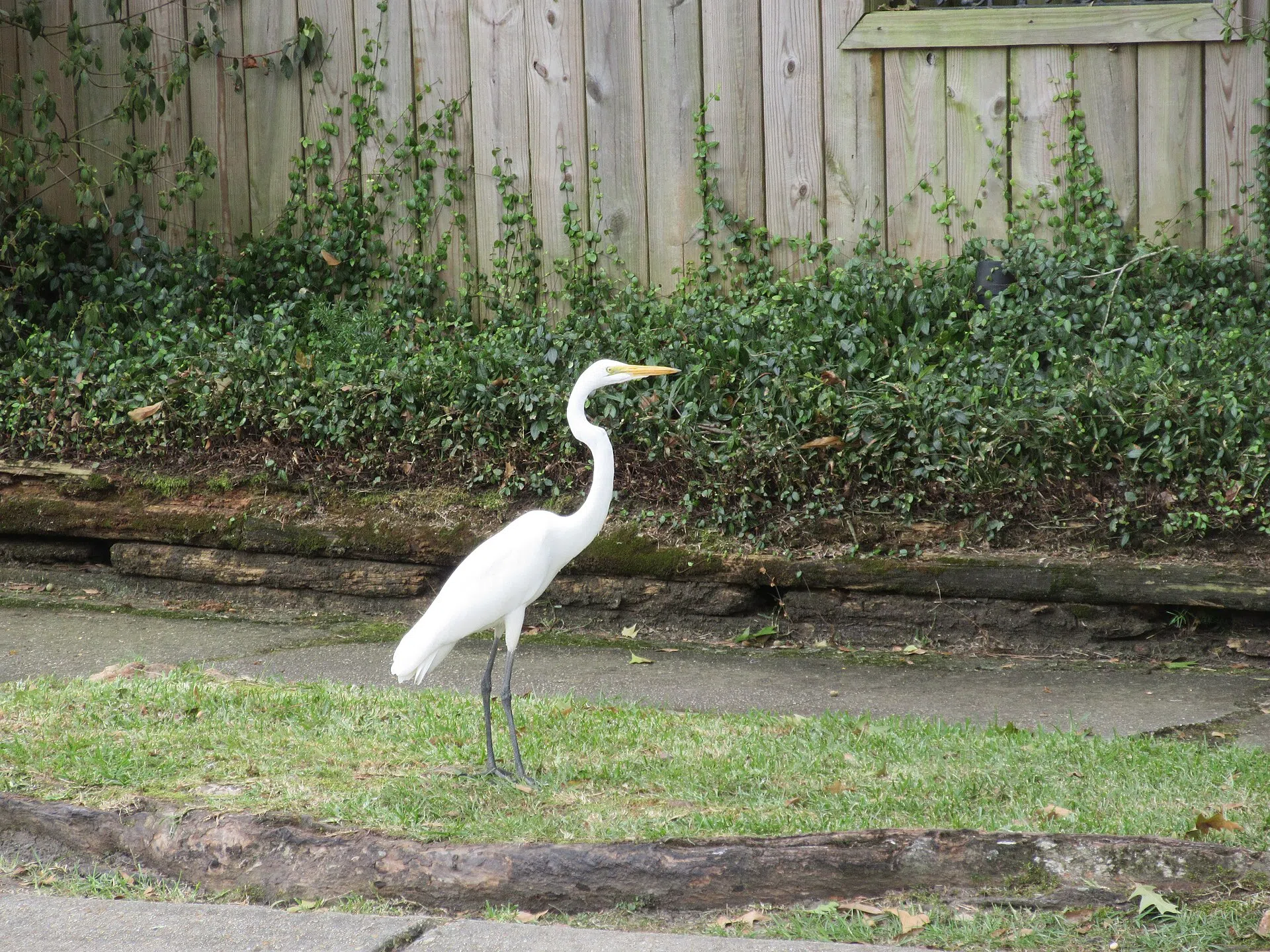 Terrytown, Louisiana. Egret on suburban residential lawn. Photo by Infrogmation of New Orleans, October, 2016. Free reuse with attribution in accordance with cc-by-sa-4.0 license. Reuse without phot