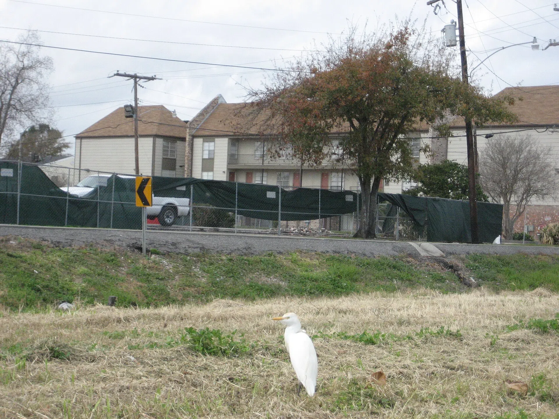 Terrytown, Louisiana. Bird (egret, I think) by drainage canal. Cattle Egret, Bubulcus ibis —JerryFriedman 04:55, 14 February 2008 (UTC)