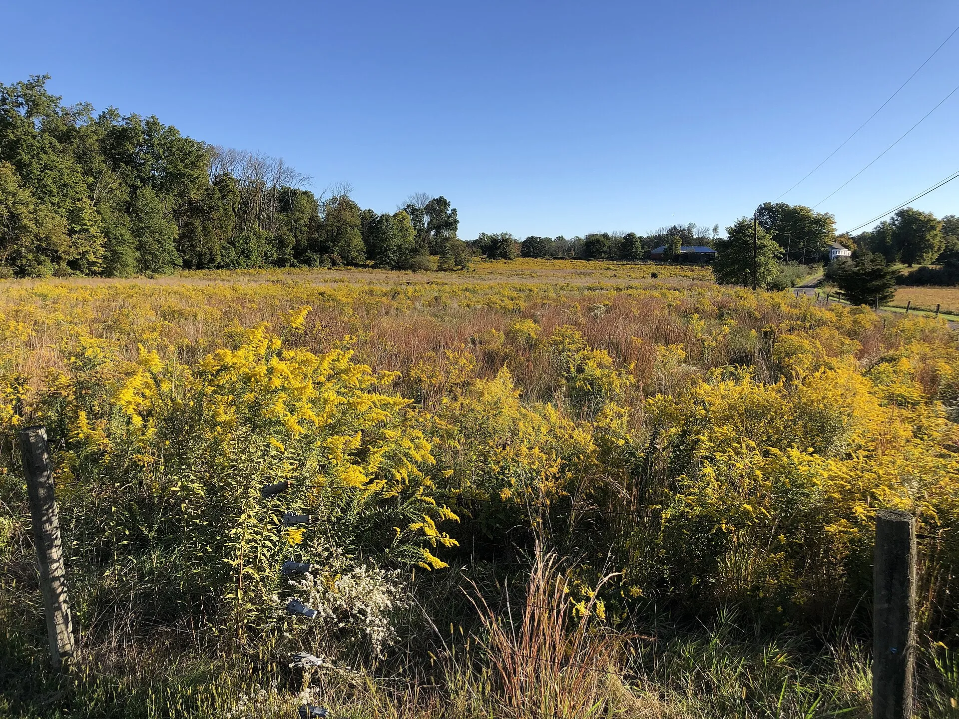 Goldenrod blooming in a field along Route 31 in East Amwell Township, early autumn morning 2022