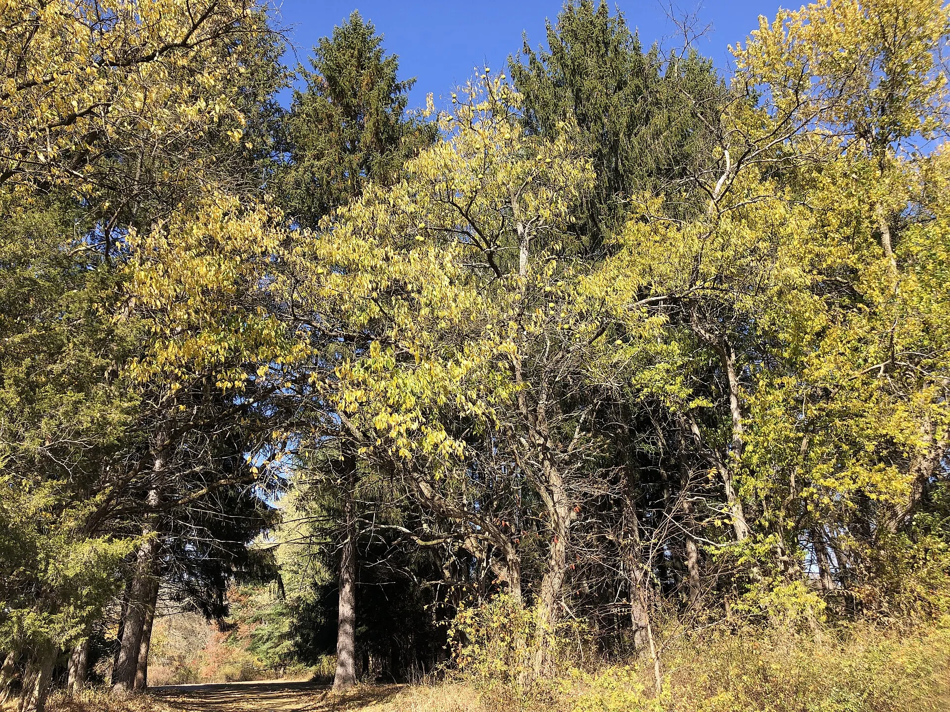 Osage orange in autumn along County Route 518 (Lambertville-Hopewell Road), East Amwell Township, October 2024