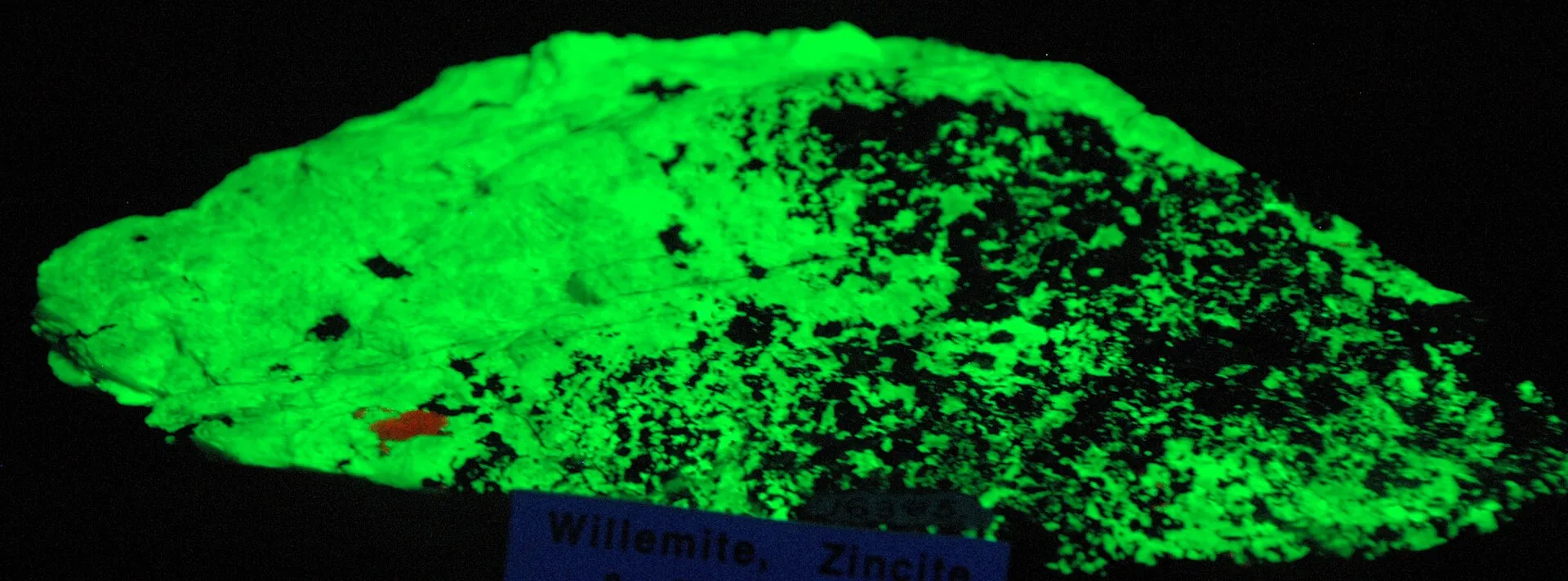 Willemite-zincite-franklinite zinc ore fluorescing under ultraviolet light, from Franklin, New Jersey (display at Orton Geology Museum, Ohio State University)
