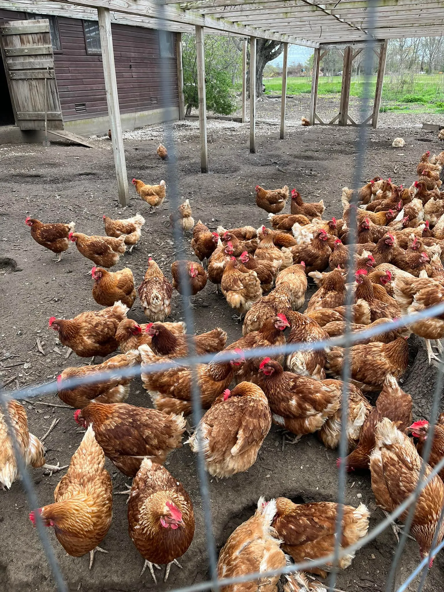 Farm animals at Bayard Cutting Arboretum State Park