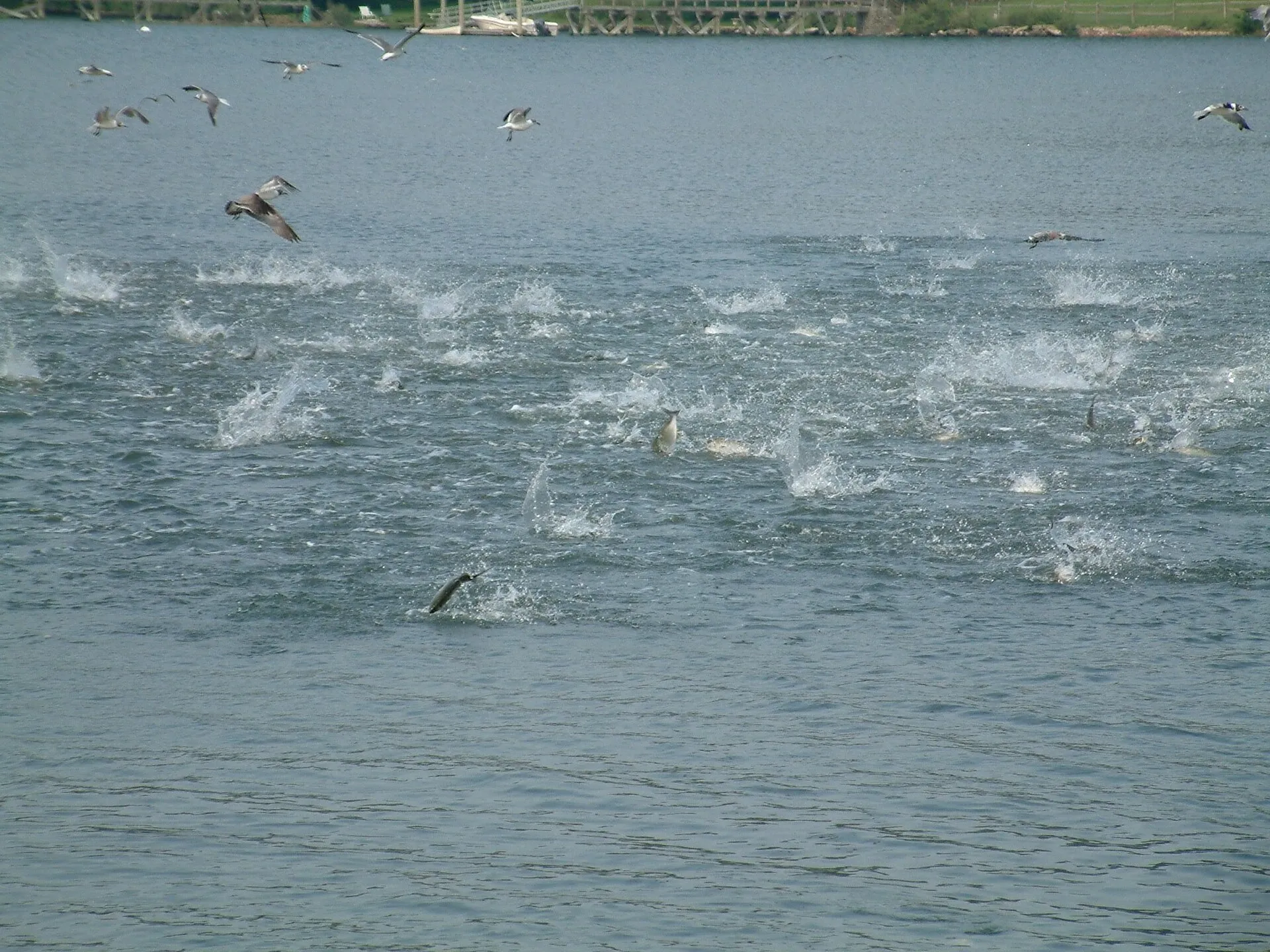 Shoal of Pomatomus saltatrix hunting small preys in Laurel Hollow, New York, USA