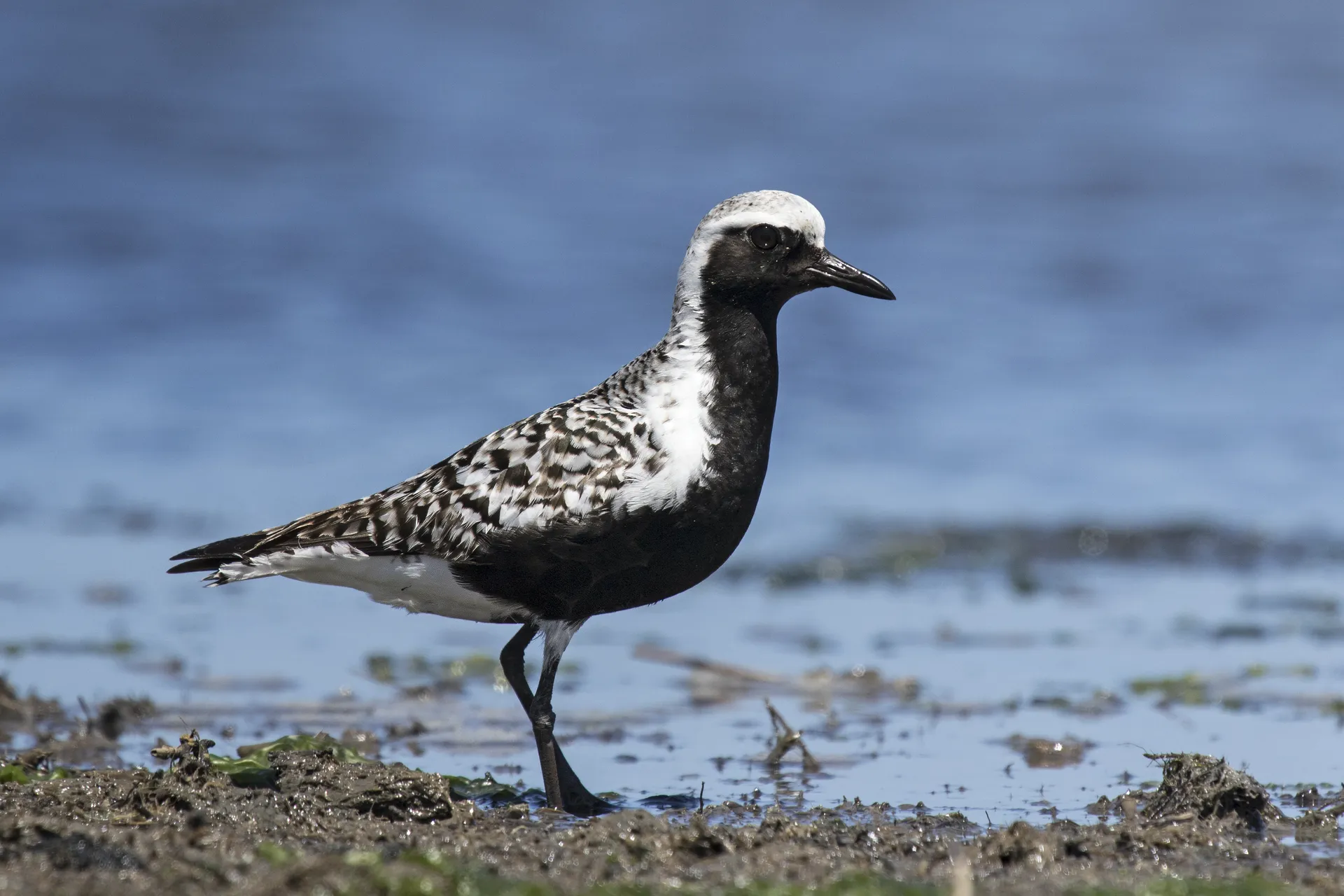 A Black-Bellied Plover in the Great Bay WMA