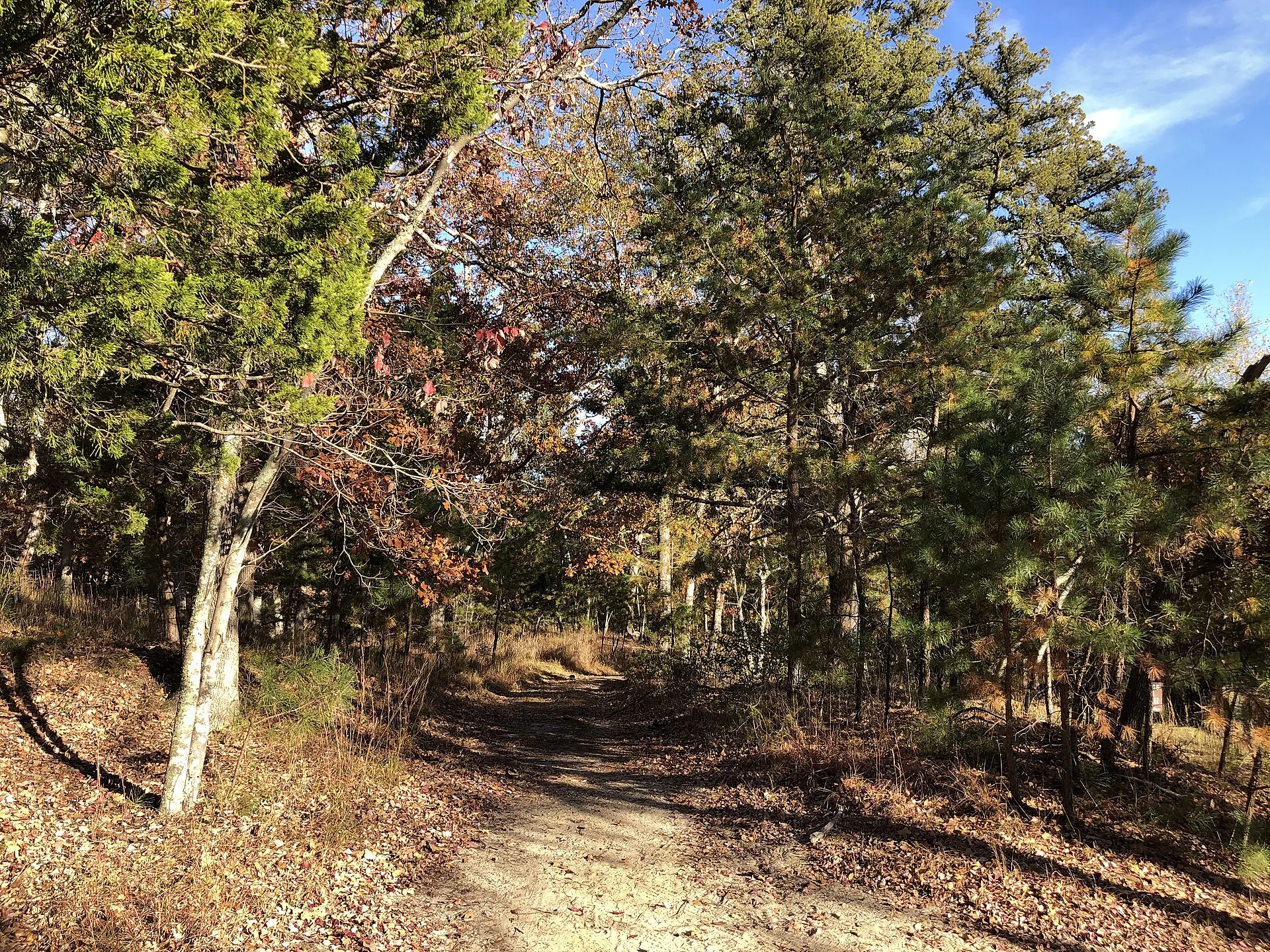 View southeast along the Macri, Wildlife Ecology, Multi-use and Estlow trails on their concurrency with Wells Mills Road within Wells Mills Park in Ocean Township, Ocean County, New Jersey