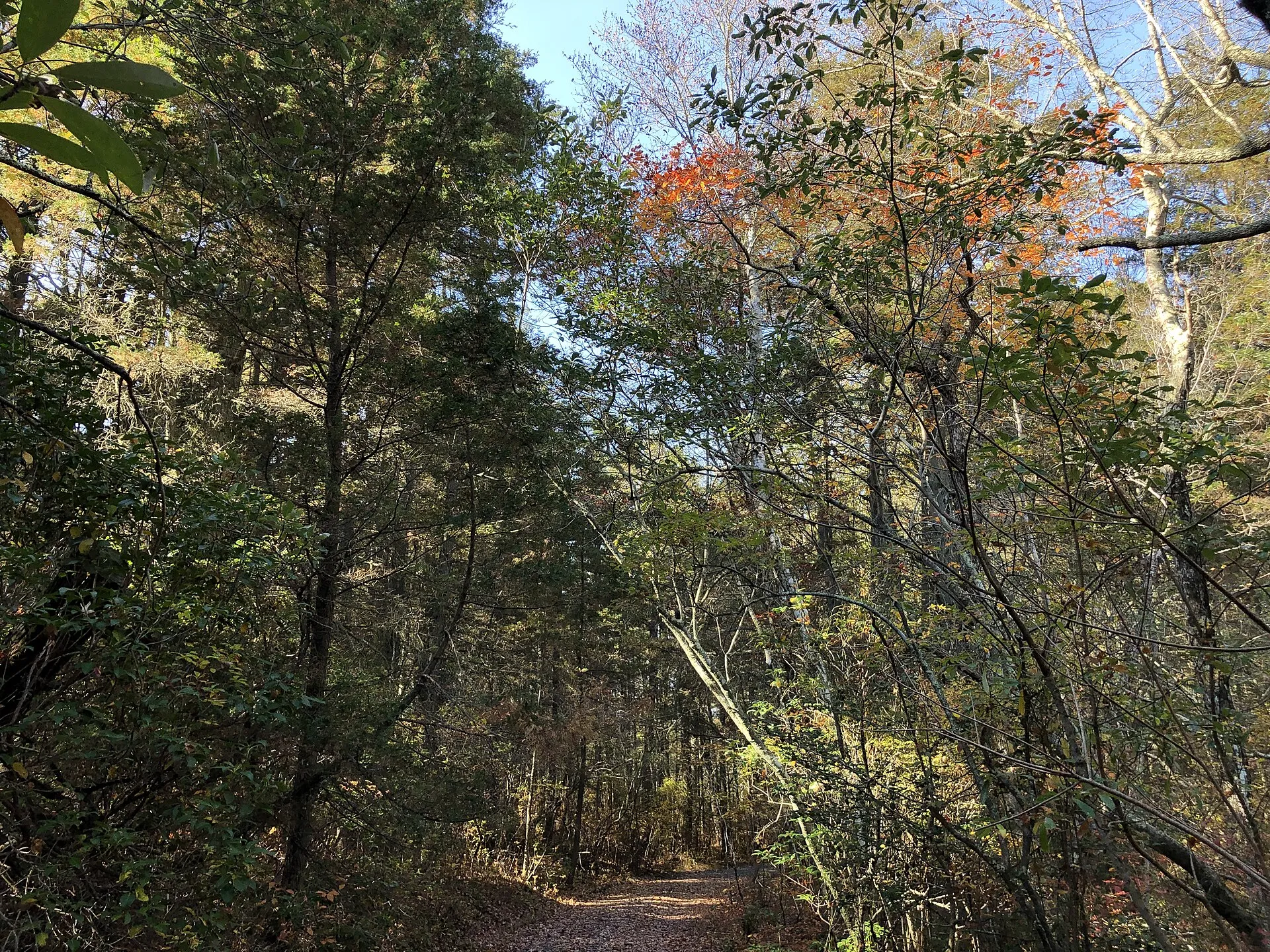 View northwest along the Macri, Wildlife Ecology, Multi-use and Estlow trails on their concurrency with Wells Mills Road within Wells Mills Park in Ocean Township, Ocean County, New Jersey