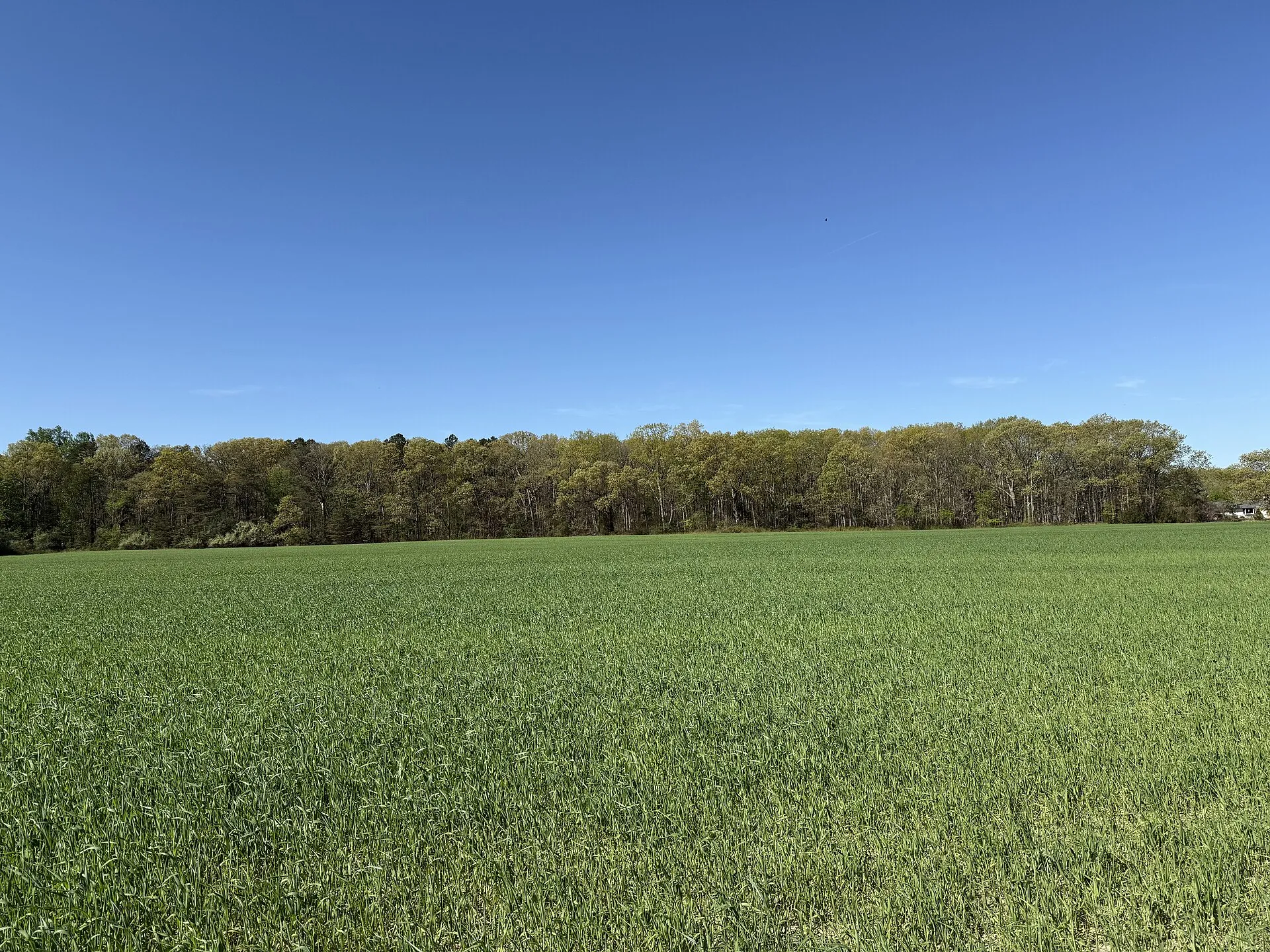 Farm field and forest in spring along Ocean County Route 539 (Pinehurst Road) just north of Ocean County Route 528 (Lakewood-New Egypt Road) in Plumsted Township, Ocean County, New Jersey