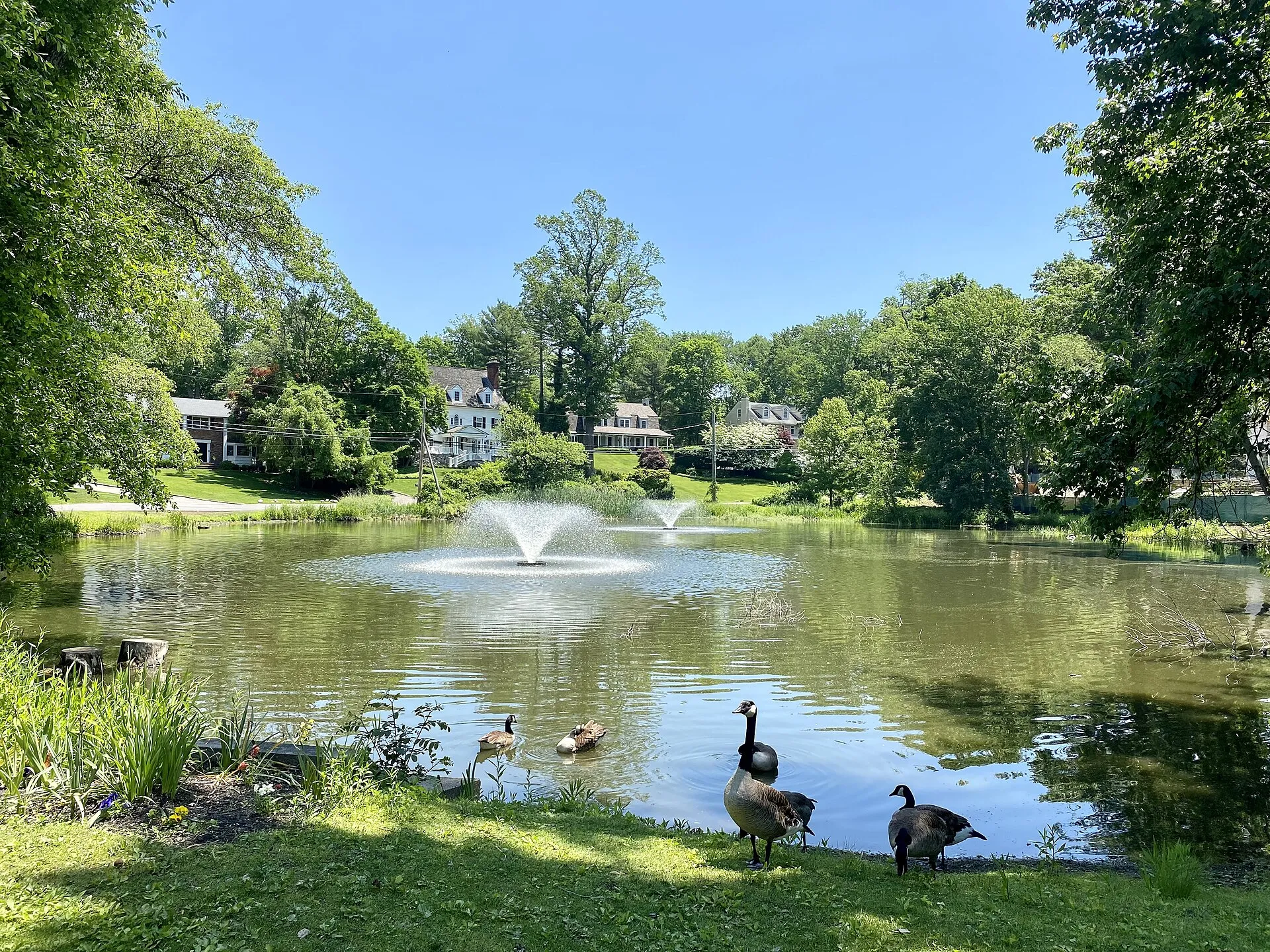 Black Ink Pond in Roslyn Estates, June 2021