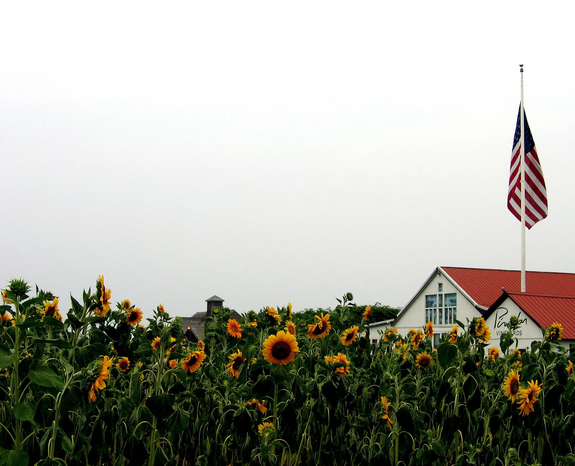 flag of the southold, Pindar Vineyards, Sunflowers, flag, plantae, angiosperms, flowers, helianthus, asteraceae, asterales, asterids,