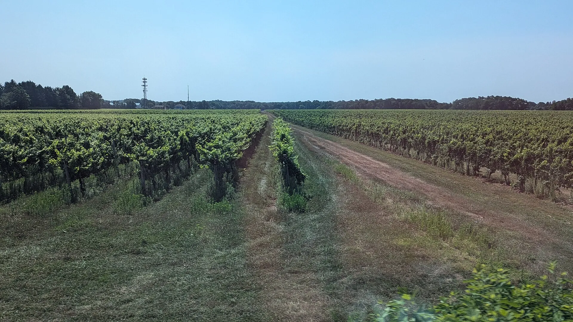 Vineyards on the North Fork of Long Island, as seen from a passing eastbound train, between Mattituck and Southold