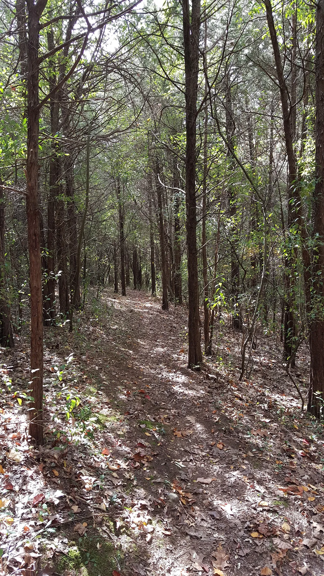 A stand of cedars in Swartswood State Park, Stillwater Township, Sussex County, New Jersey