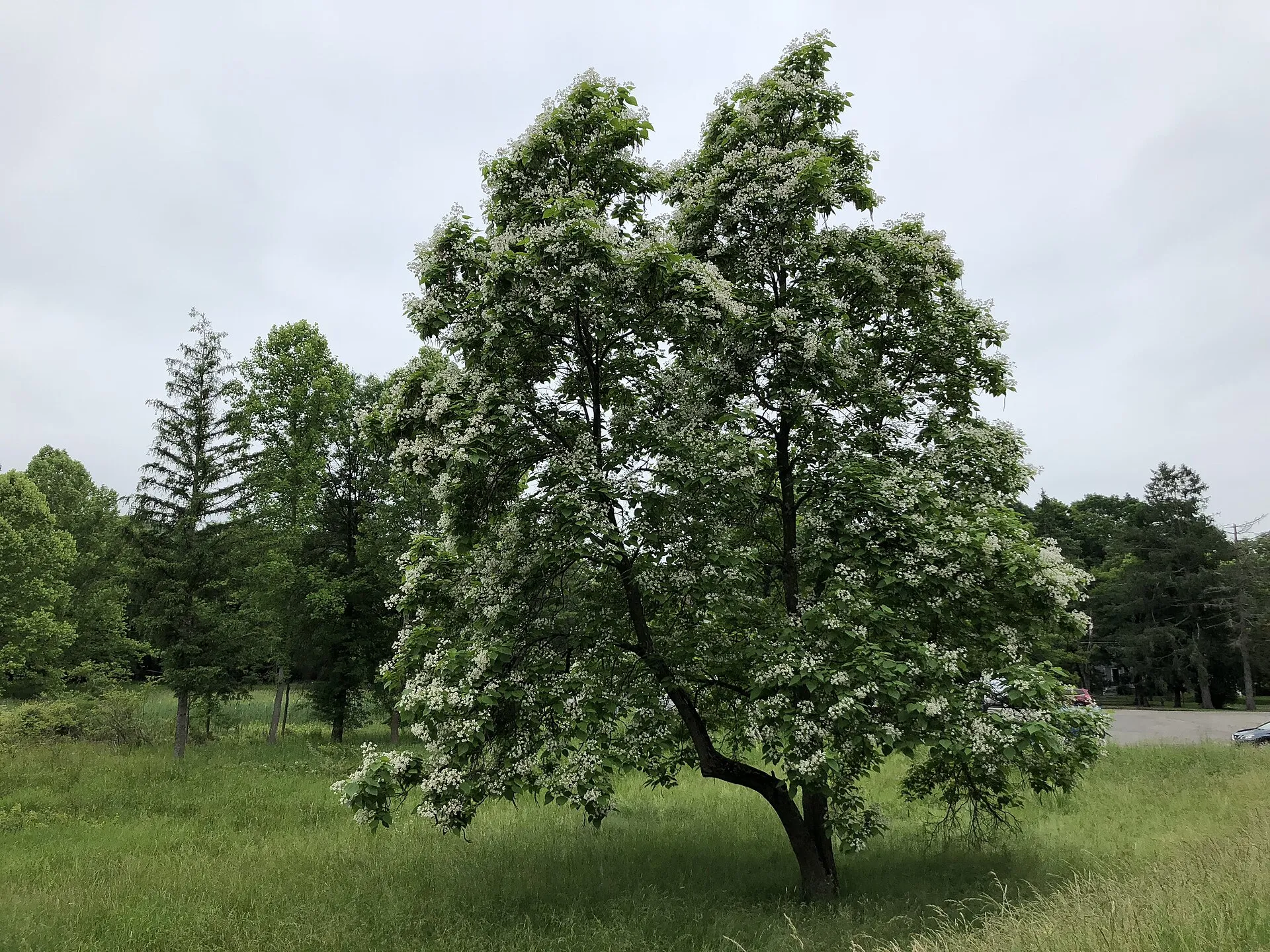 A catalpa blooming along Fairmount Road (Route 512) near McCan Mill Road, Tewksbury Township, June 2018