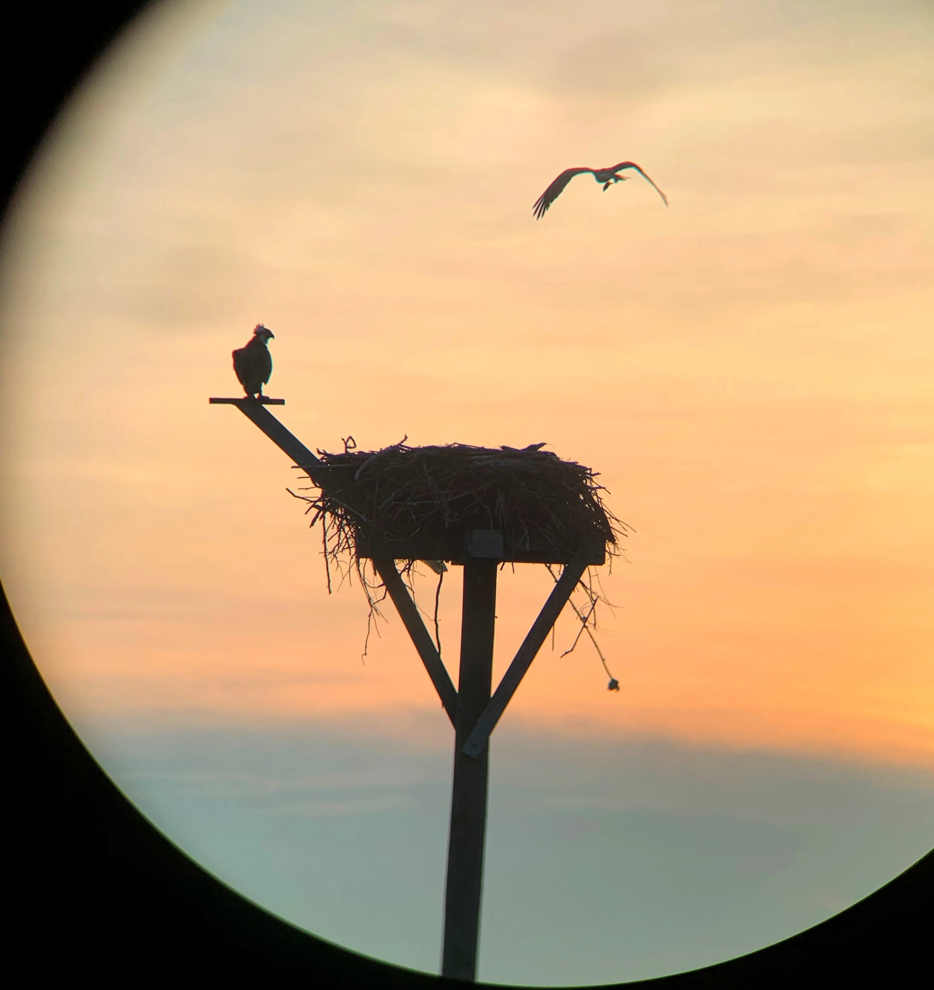 Osprey pair with fish taken through binoculars