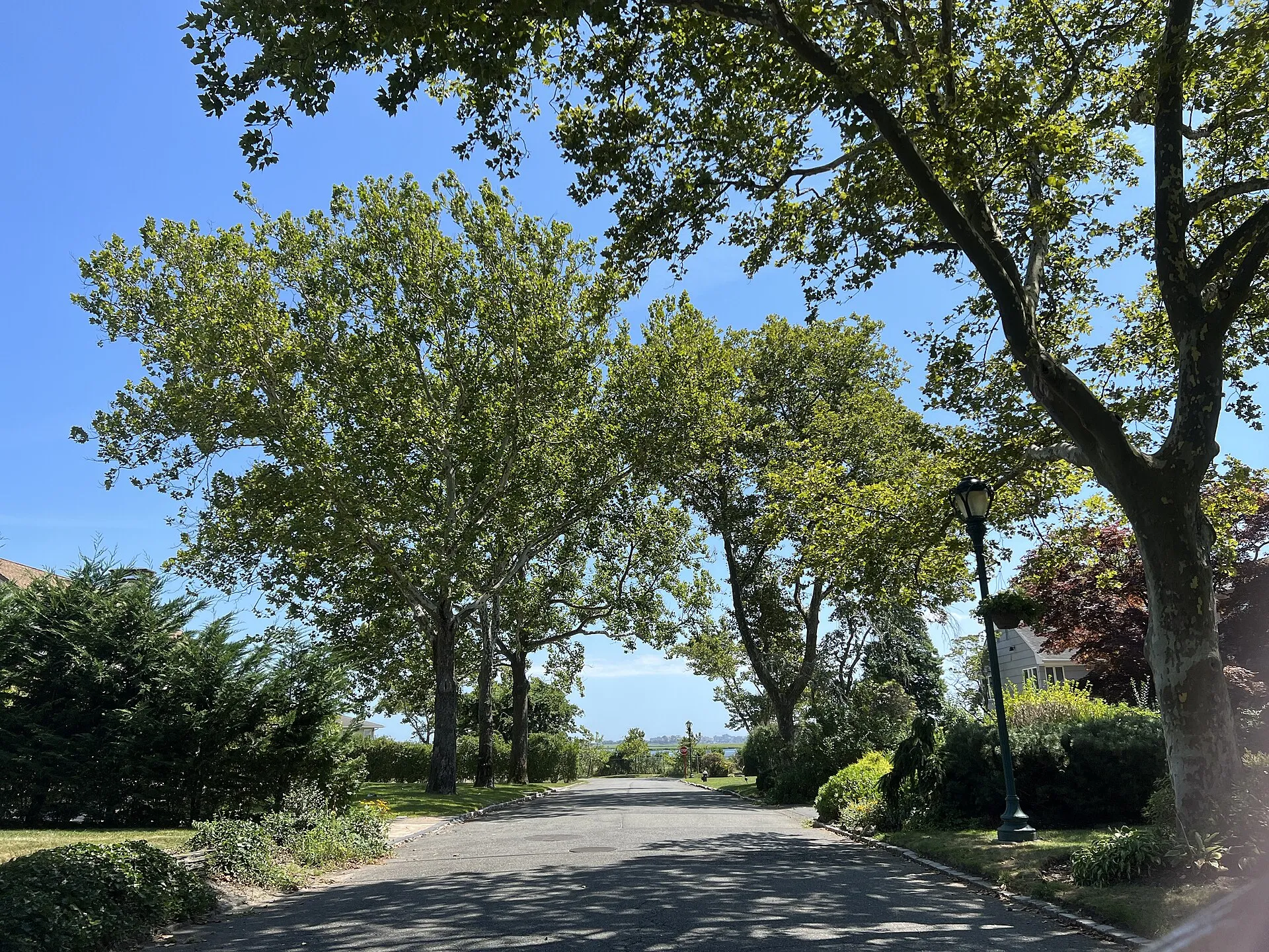 Bay Drive in Woodsburgh, with the bay behind the bushes, August 2022